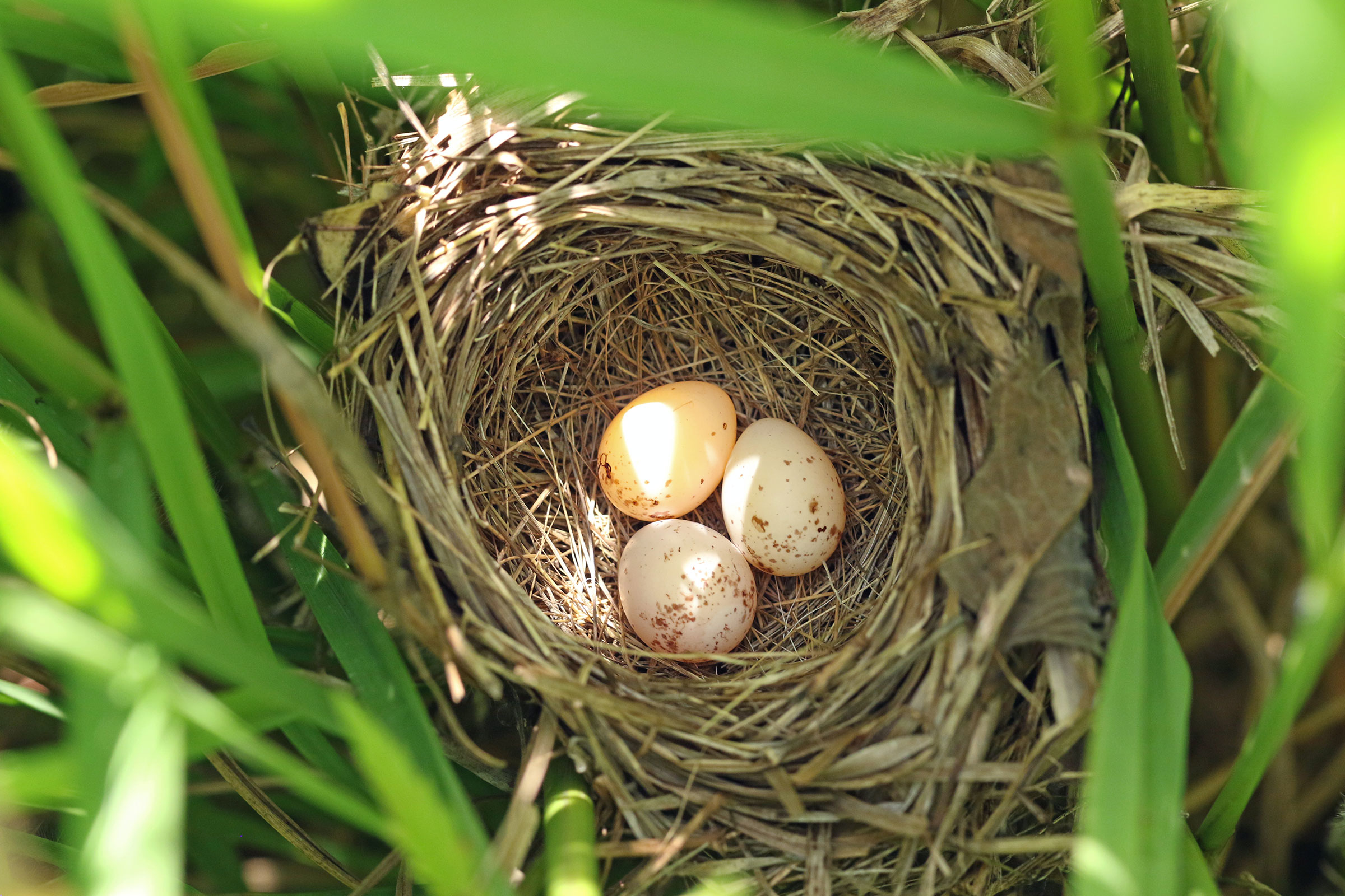 Common Yellowthroat - Nest with eggs, photo by Ezra Staengl 