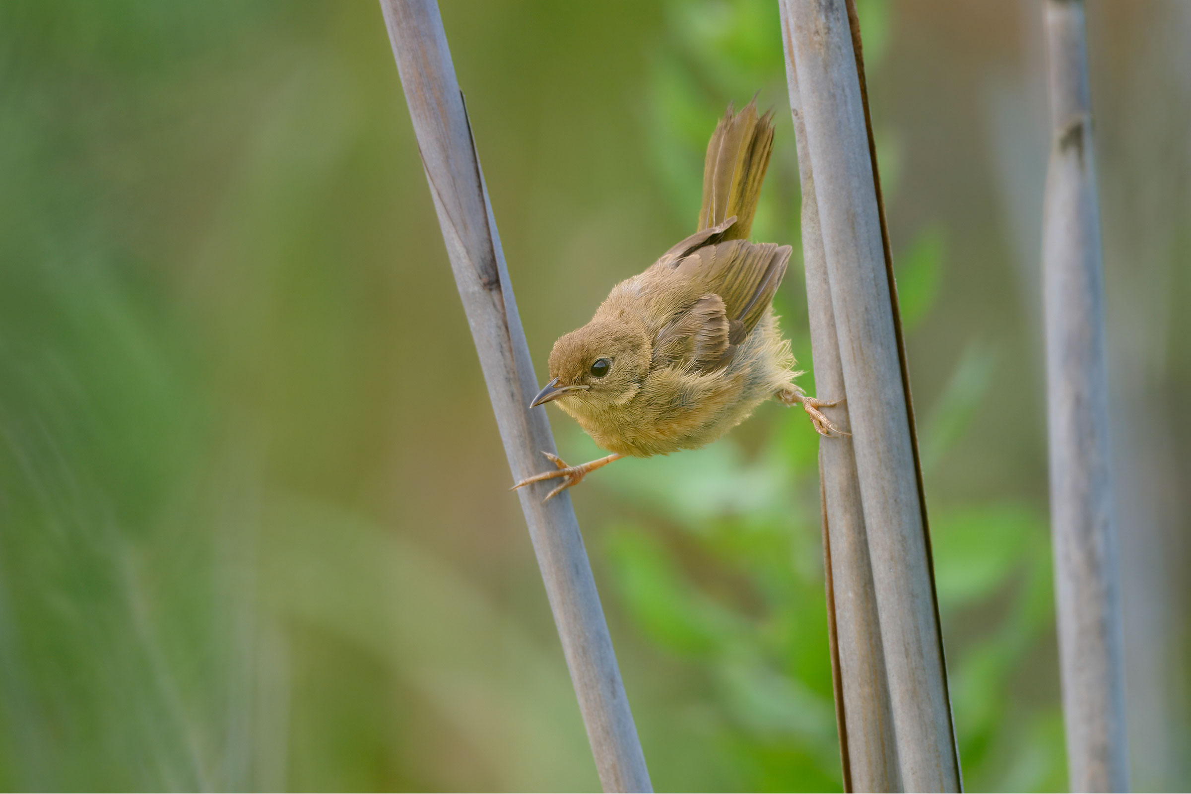 Common Yellowthroat - Juvenile, photo by Corby Amos