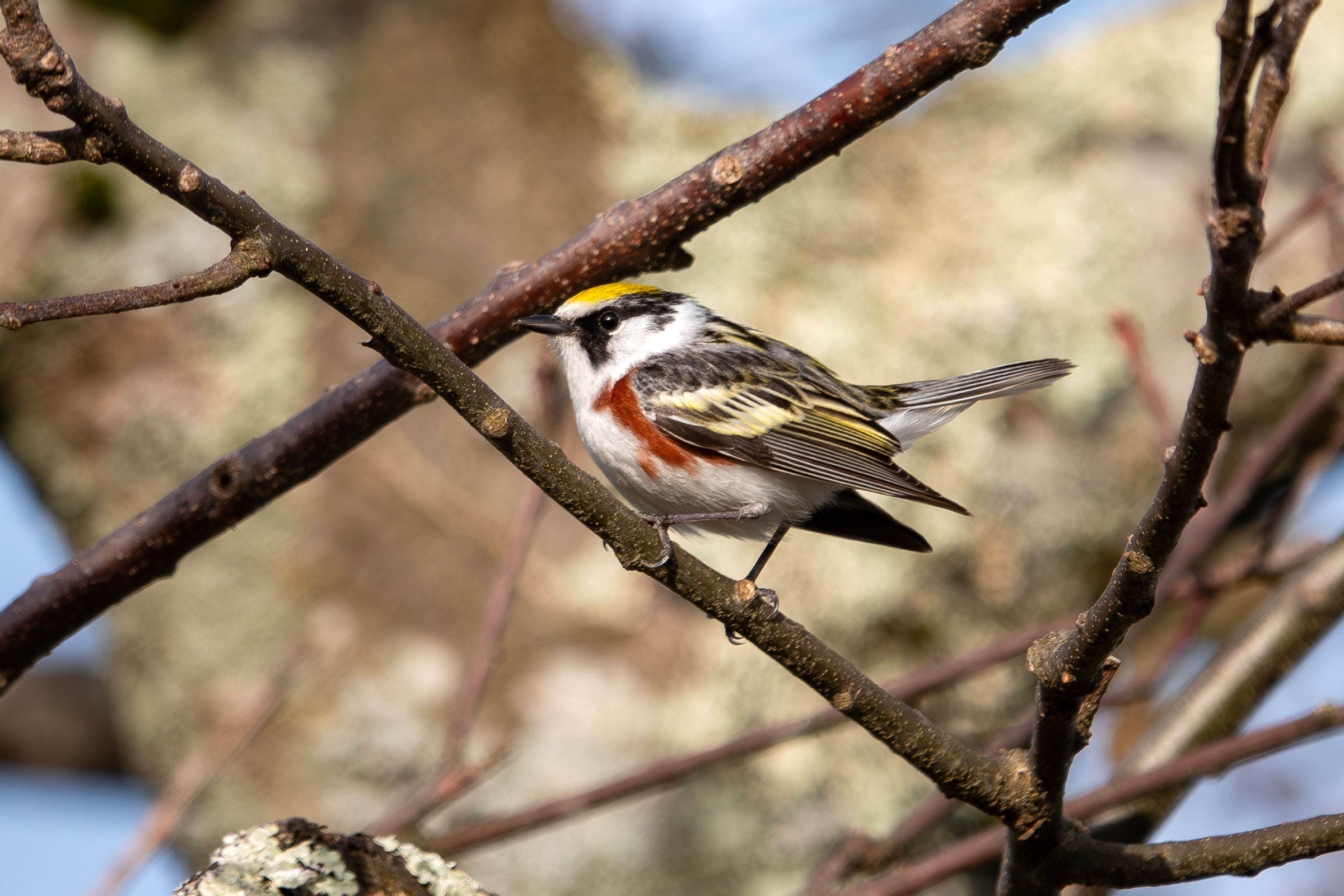 Chestnut-sided Warbler - Adult male, photo by Vic Laubach