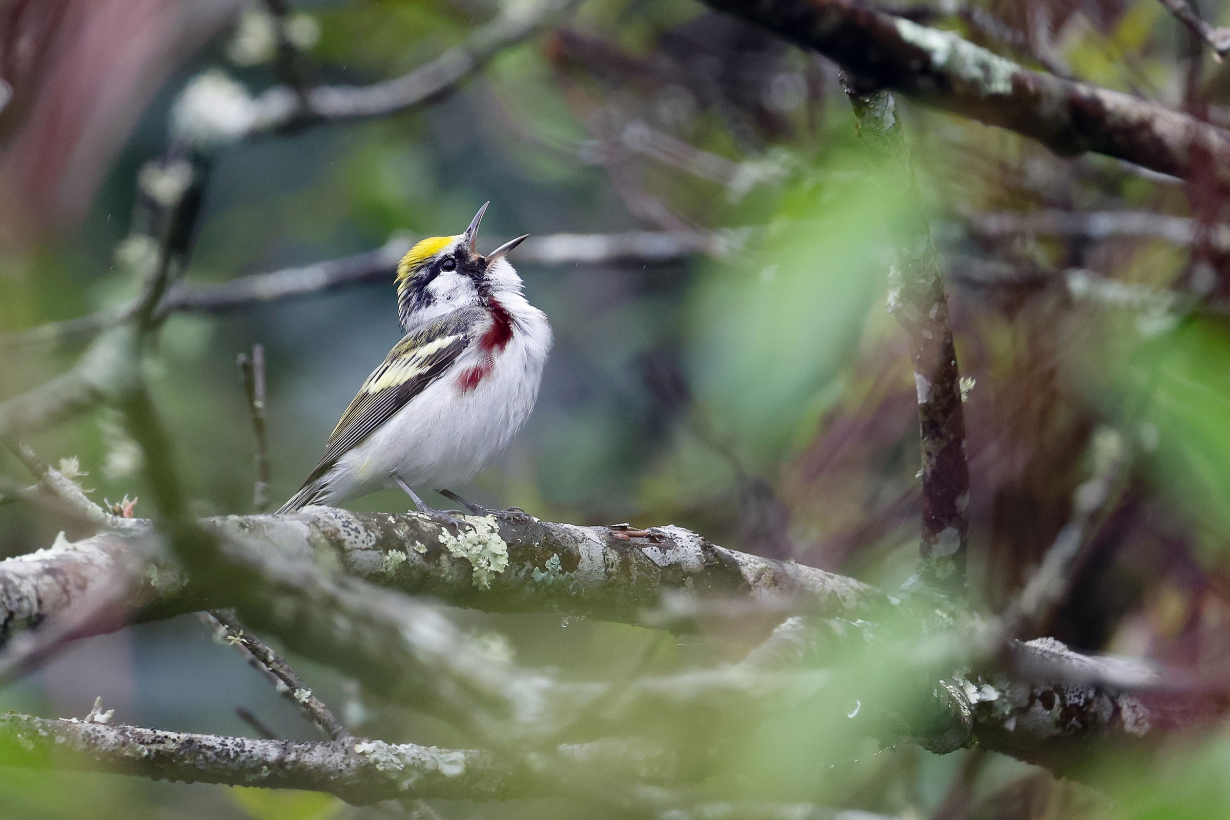 Chestnut-sided Warbler - Adult male singing, photo by Baxter Beamer