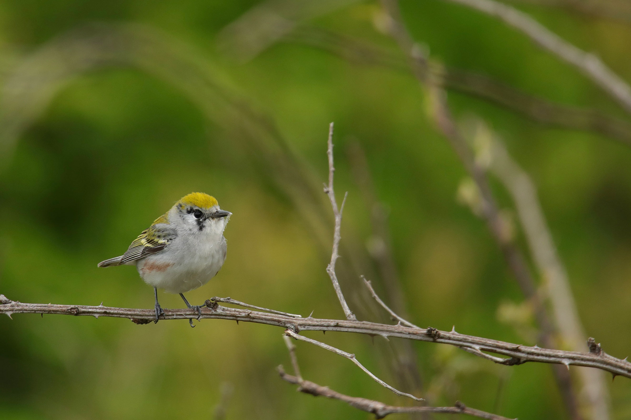 Chestnut-sided Warbler - Adult female with nesting material, photo by Joshua Ward