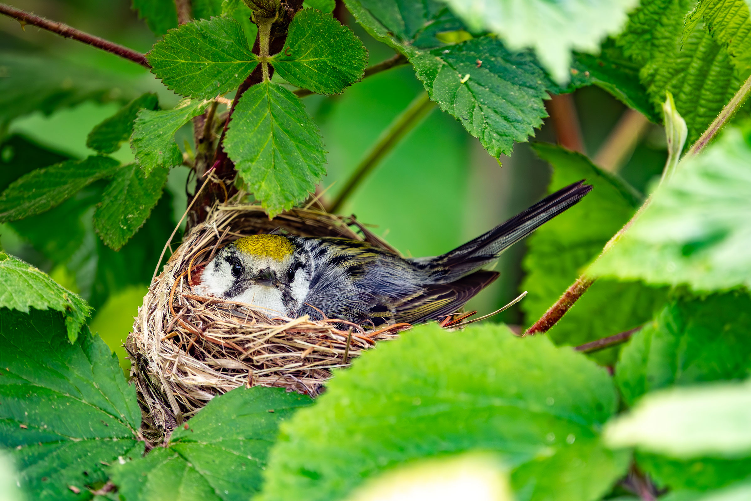 Chestnut-sided Warbler - Female on nest, photo by Vic Laubach