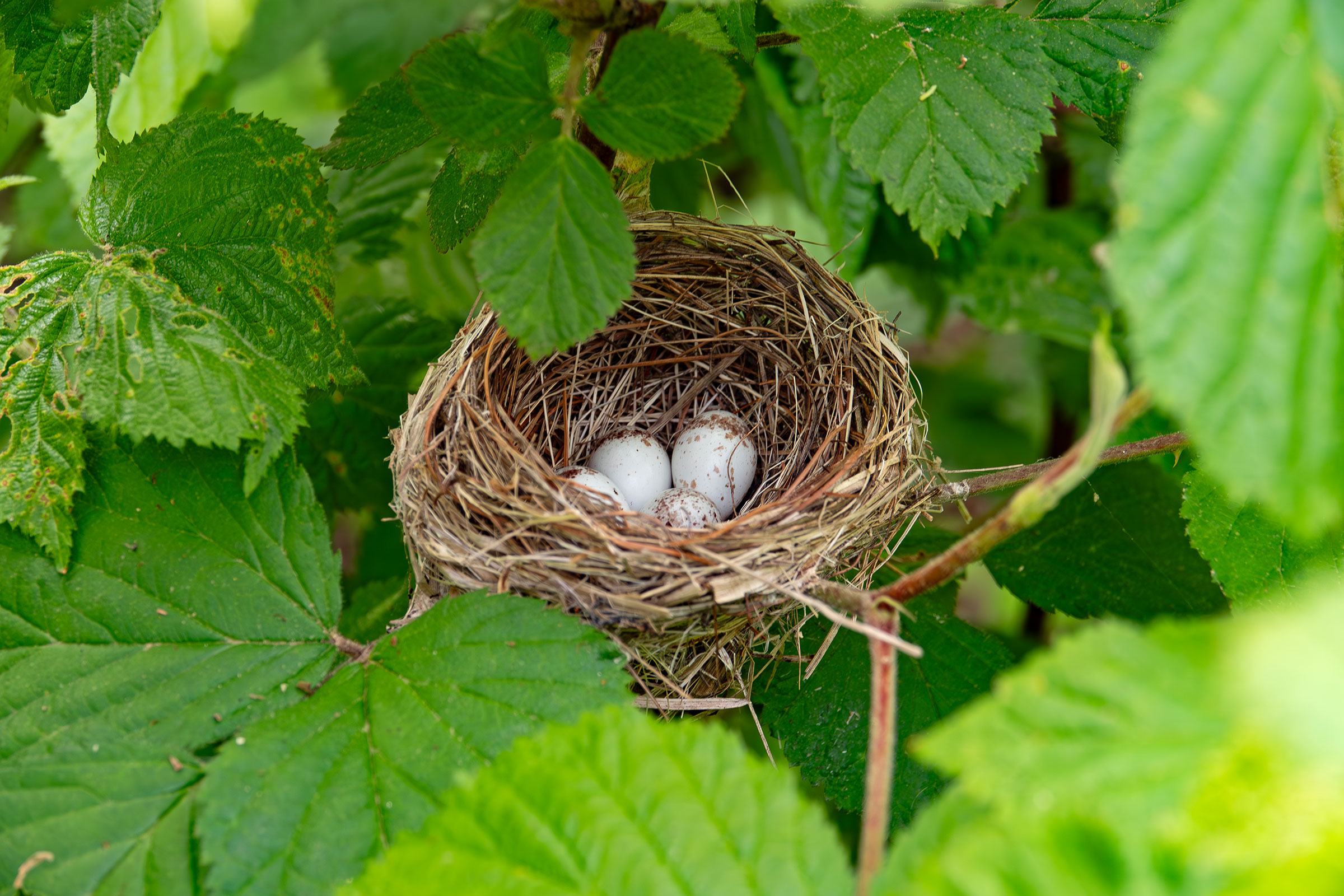 Chestnut-sided Warbler - Nest with eggs, photo by Vic Laubach