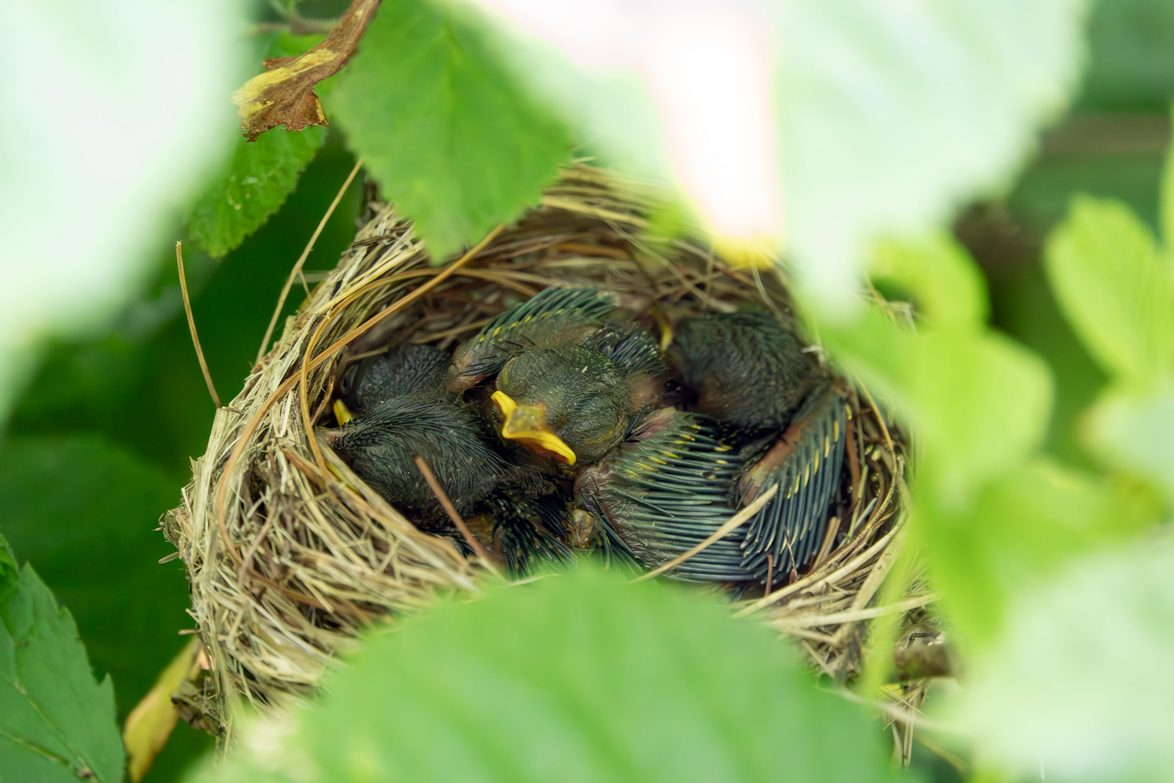 Chestnut-sided Warbler - Nestlings, photo by Vic Laubach