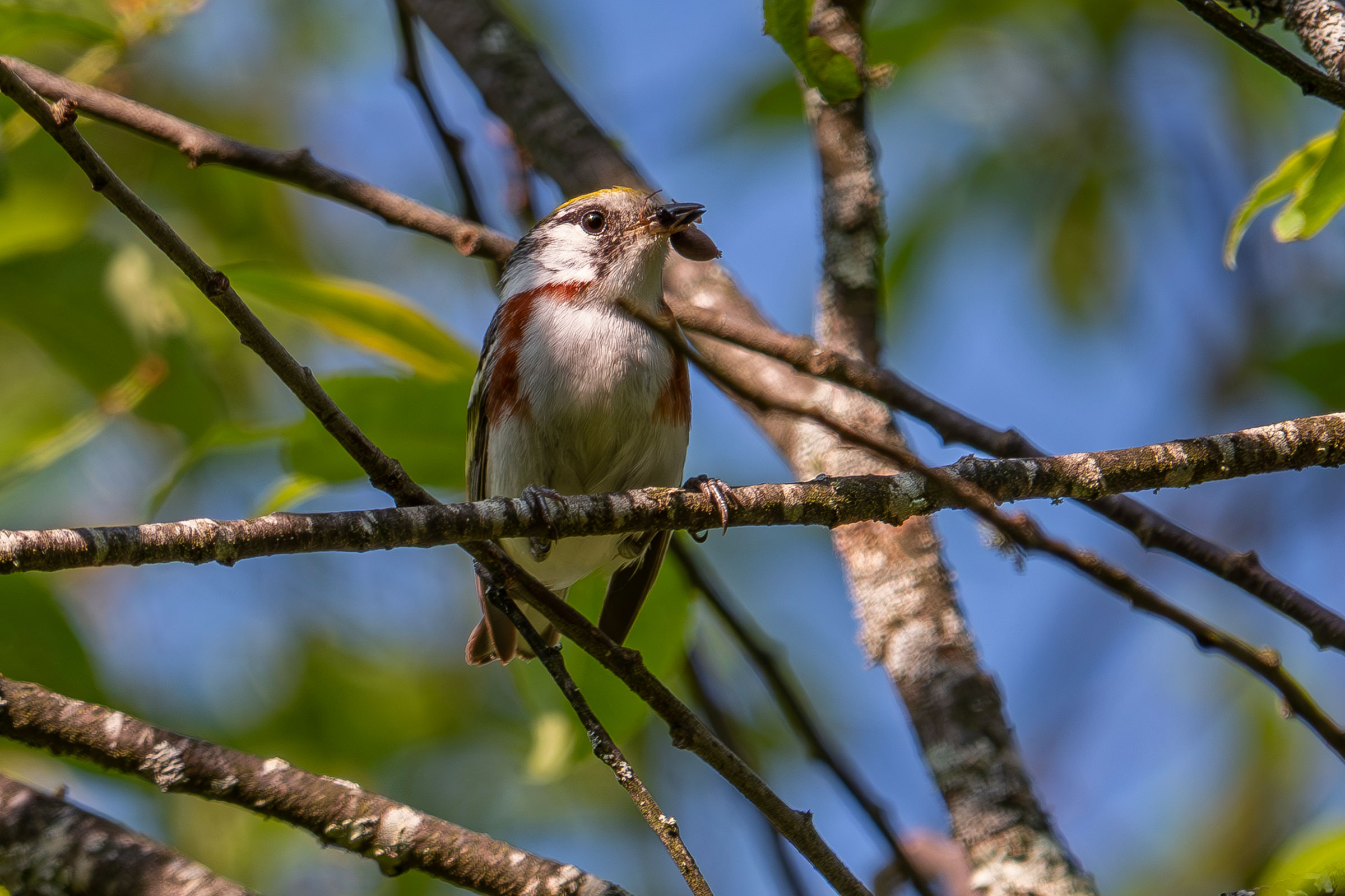 Chestnut-sided Warbler - Male carrying food, photo by Vic Laubach