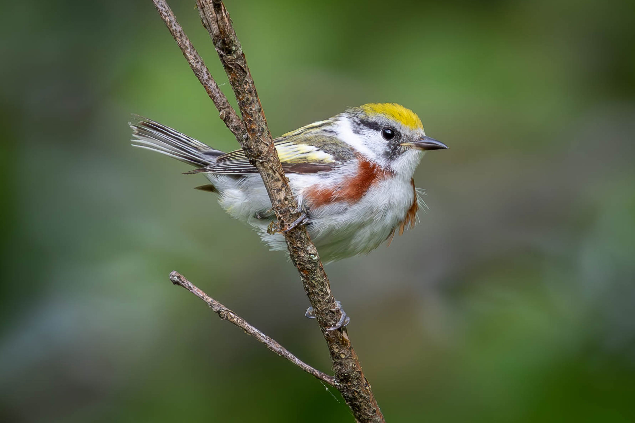 Chestnut-sided Warbler - Immature male, photo by Kirk Gardner