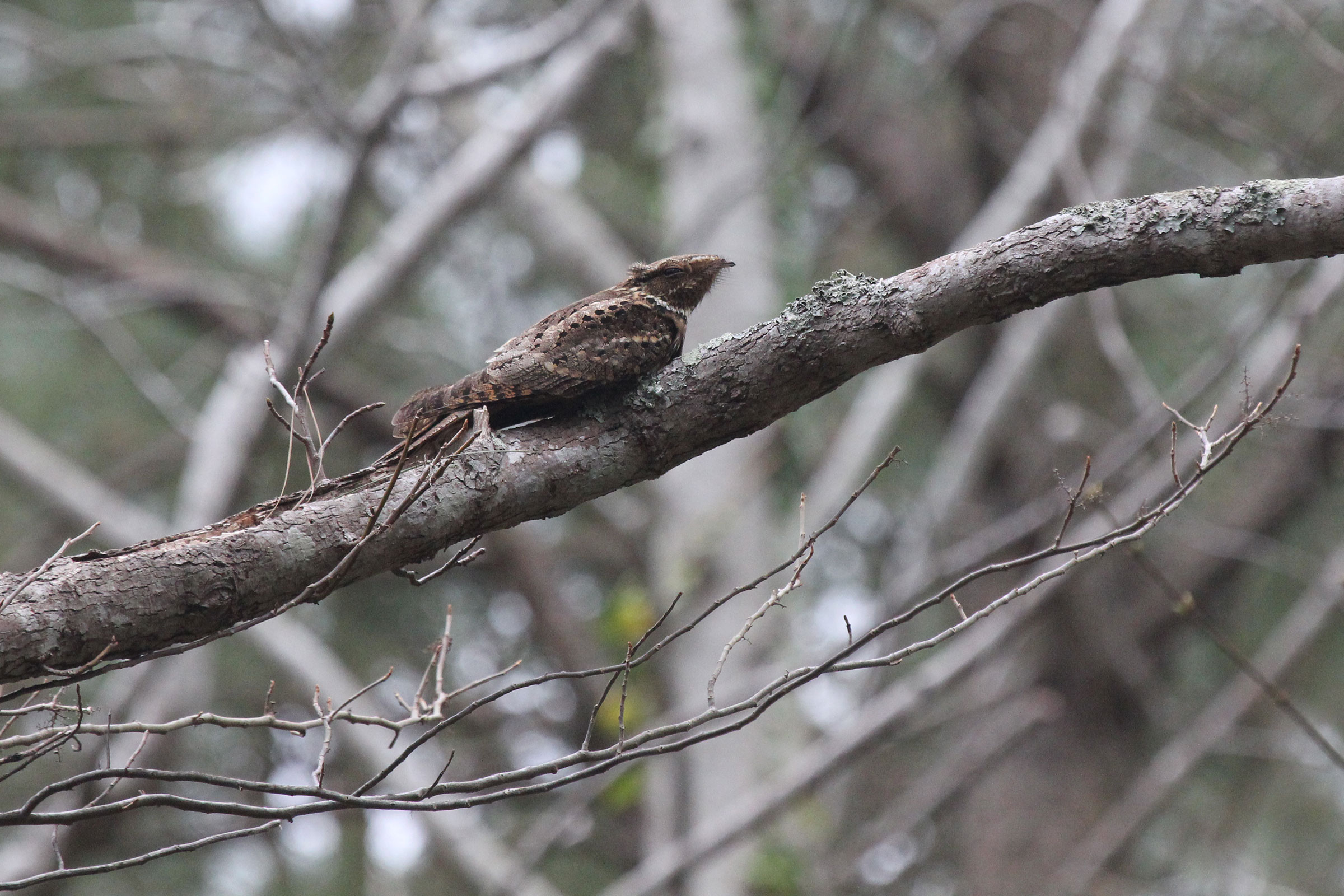 Chuck-will's-widow - Adult, photo by Rob Bielawski