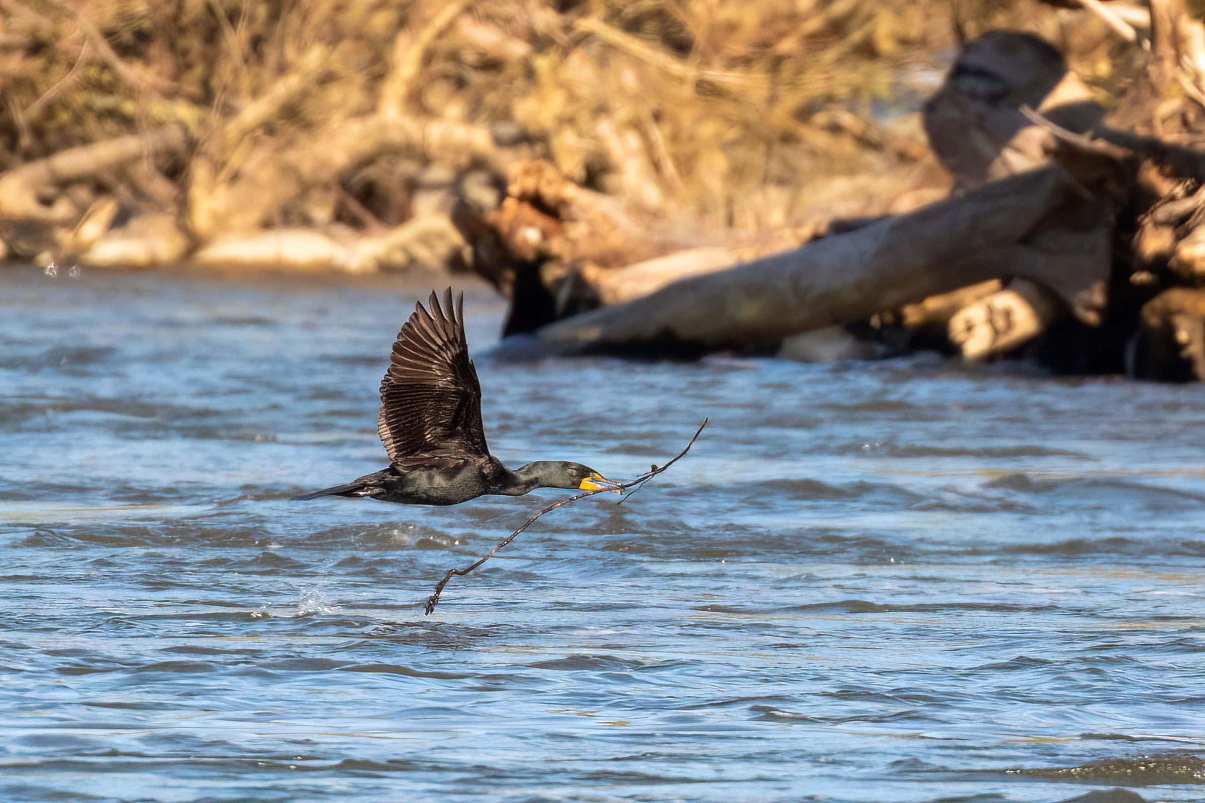 Double-crested Cormorant - Flying with nesting material, photo by Marcos Eugênio