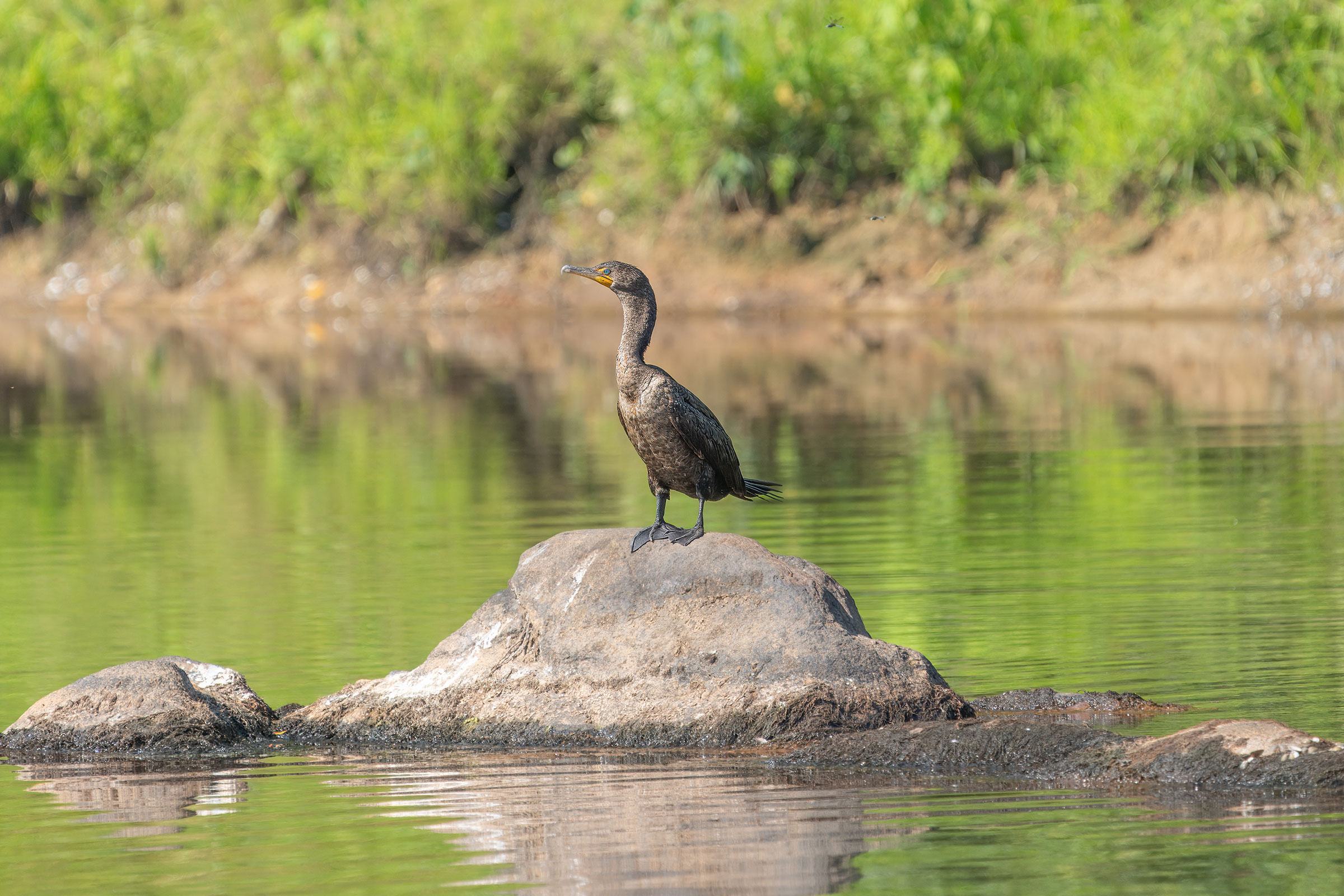 Double-crested Cormorant - Juvenile, photo by Bill Wood