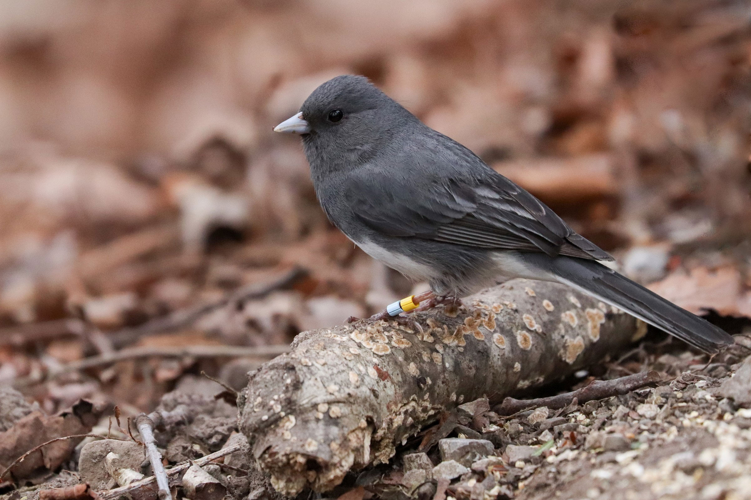 Dark-eyed Junco - Adult, photo by Martina Nordstrand