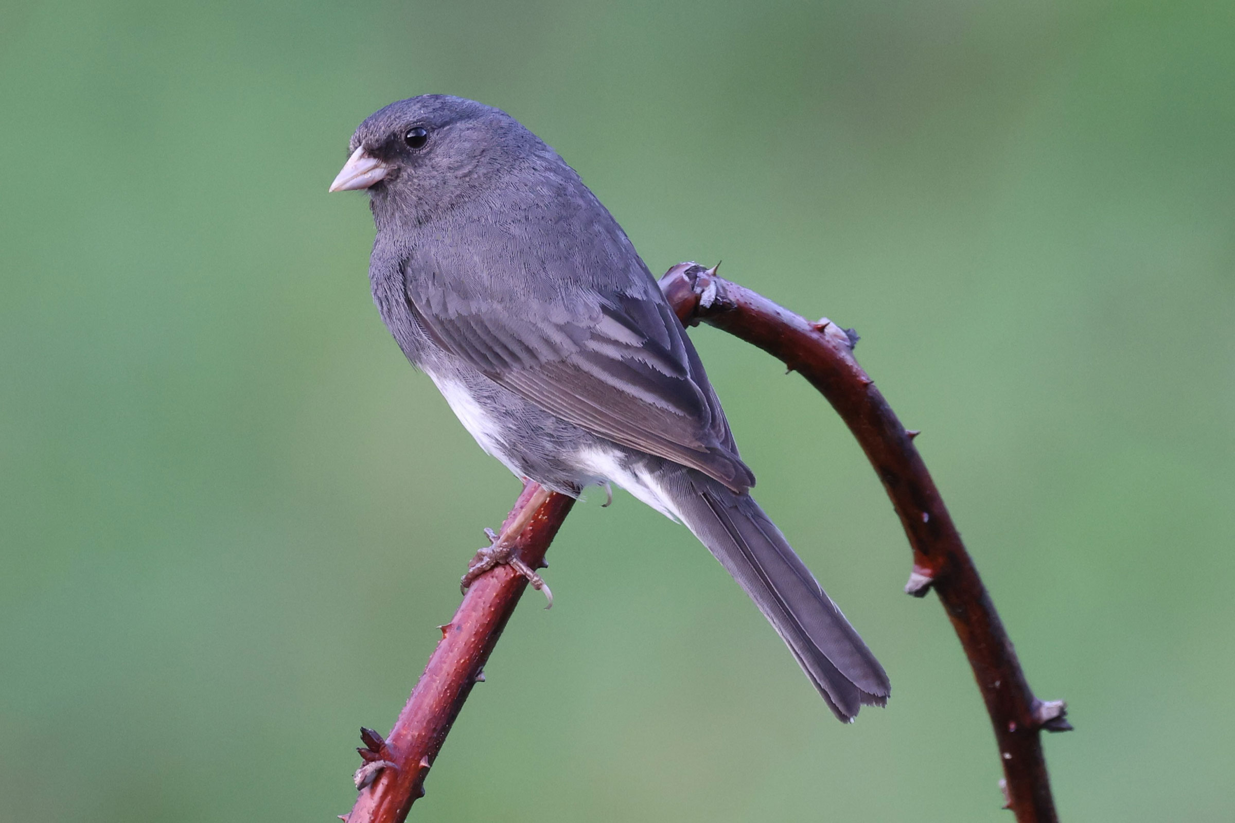 Dark-eyed Junco - Adult, photo by Kathy Richardson
