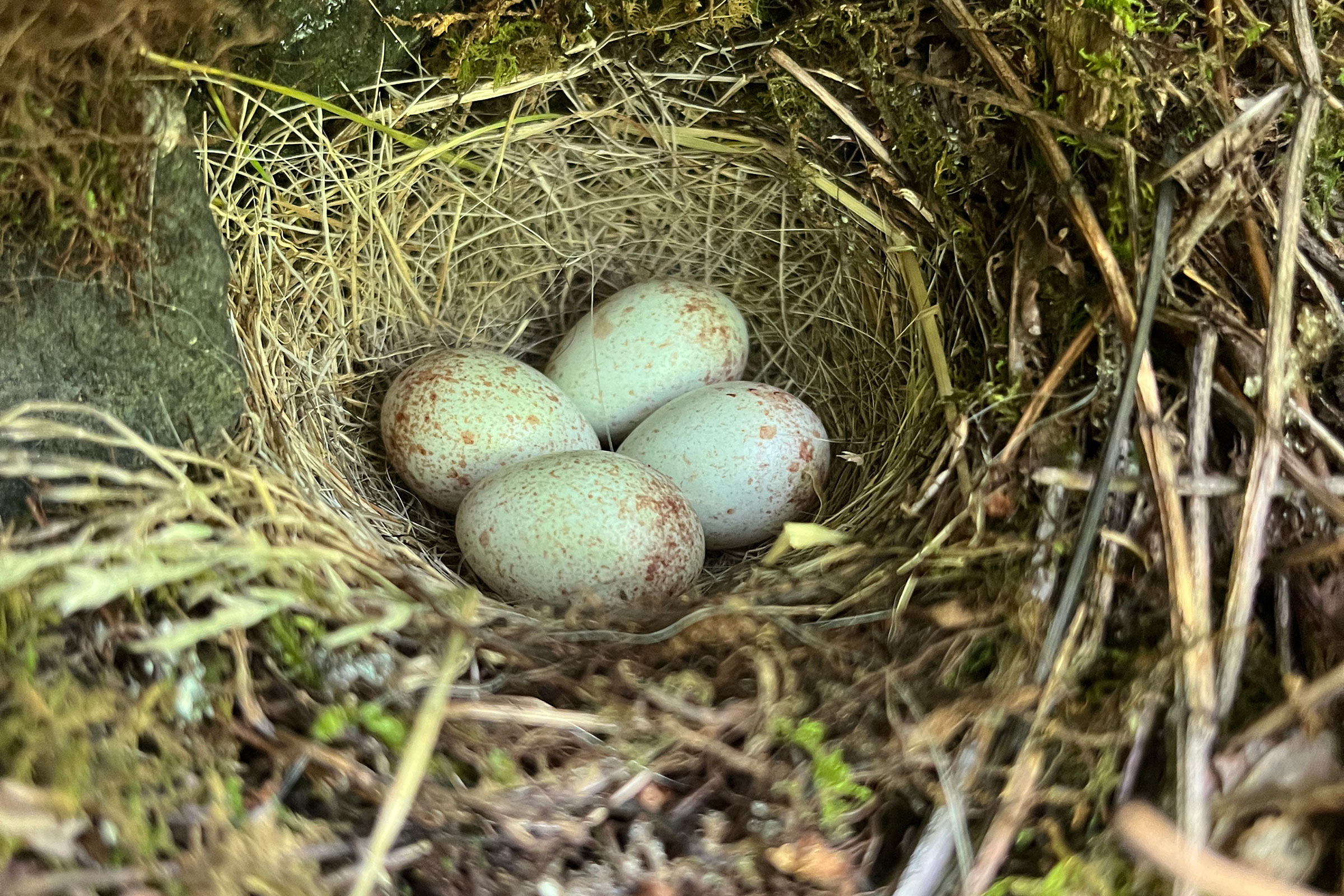 Dark-eyed Junco - Nest with eggs, photo by Stephen Paull