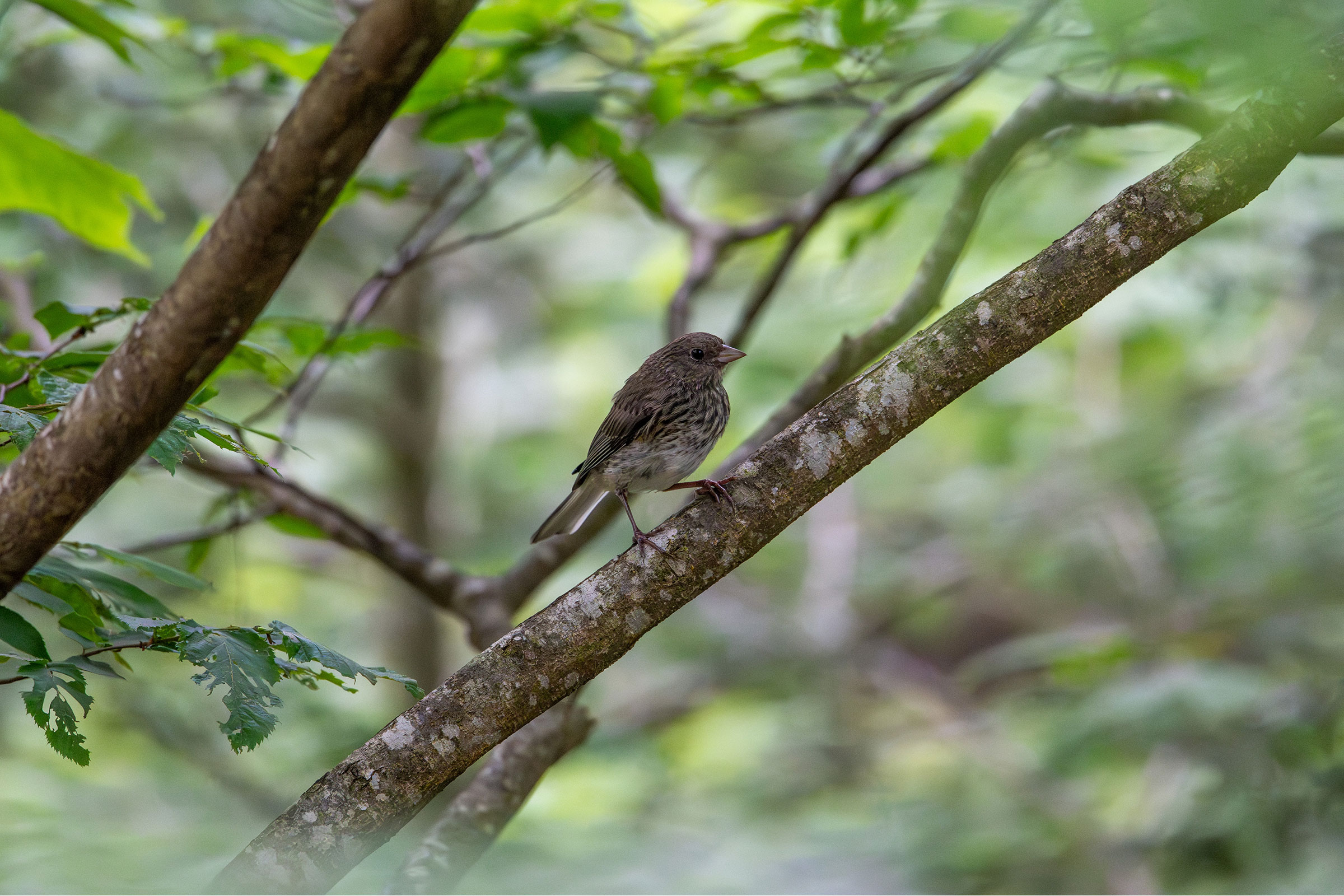 Dark-eyed Junco - Juvenile, photo by Joe Mahaffey