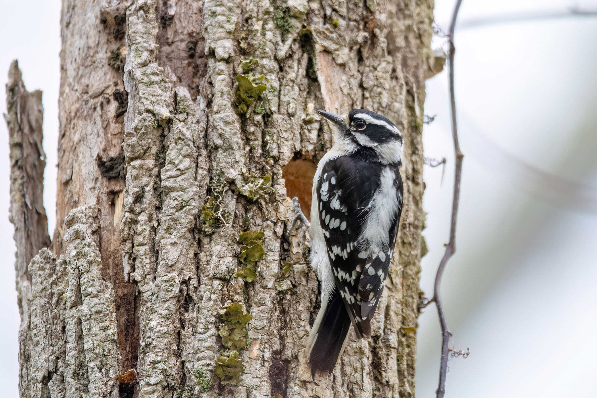 Downy Woodpecker - Adult female, photo by Marcos Eugênio