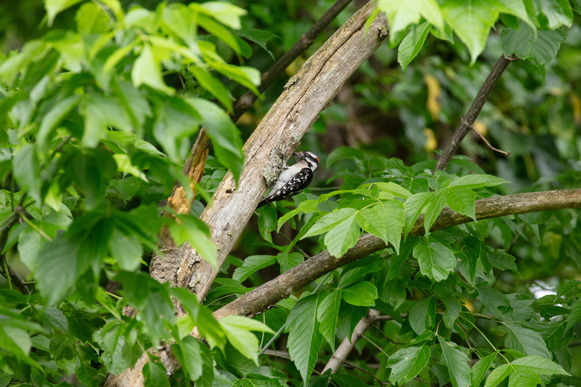Downy Woodpecker - Feeding young, photo by Daniel H. Brown