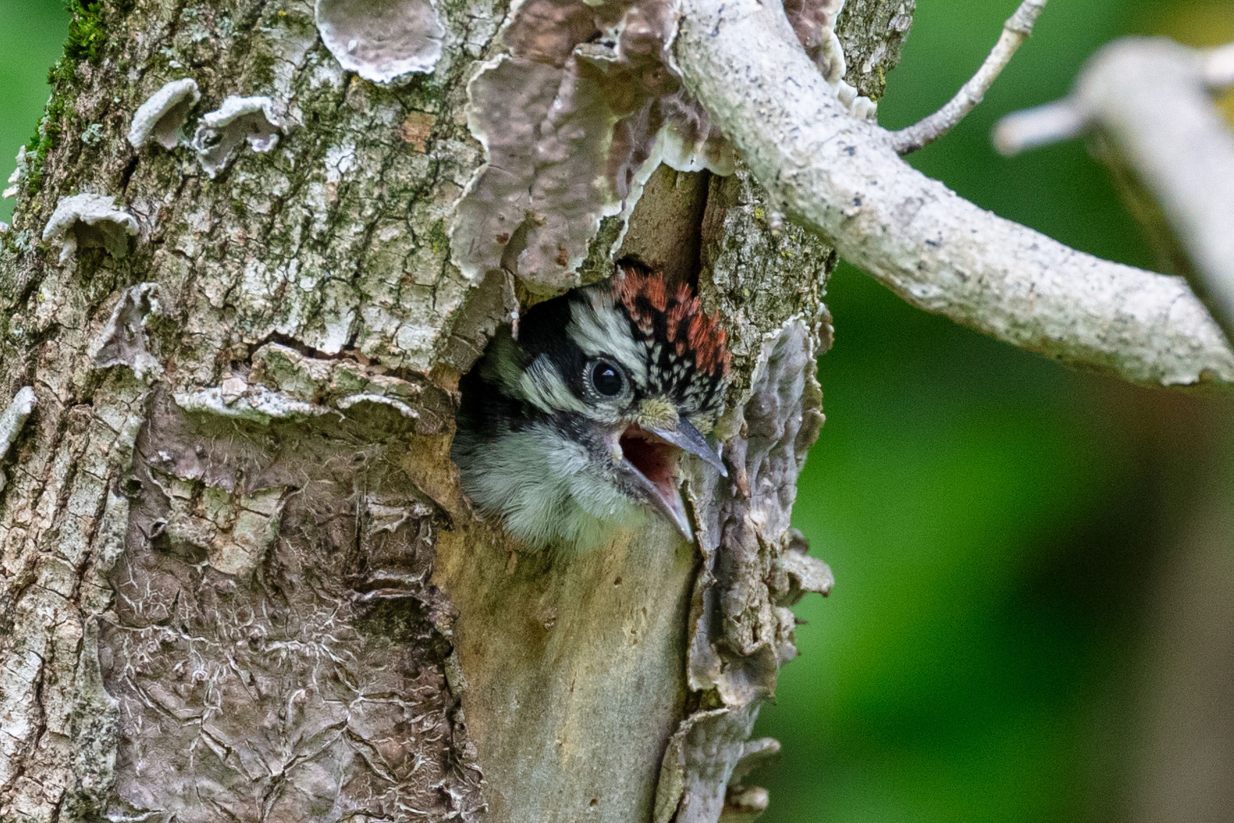 Downy Woodpecker - Nestling at nest hole, photo by Daniel H. Brown
