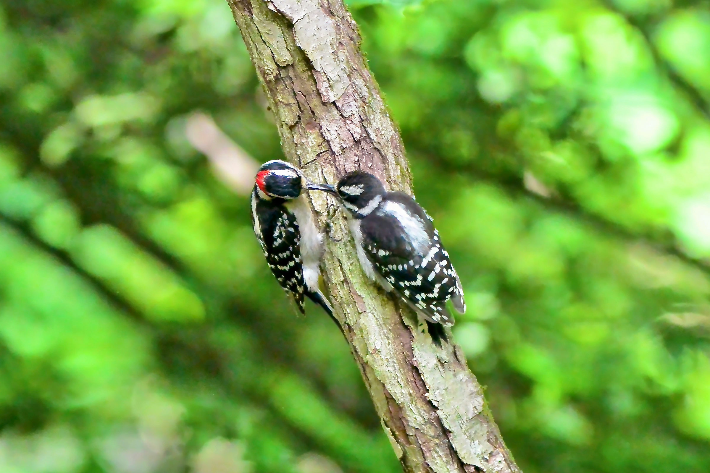 Downy Woodpecker - Feeding young, photo by Seth Honig