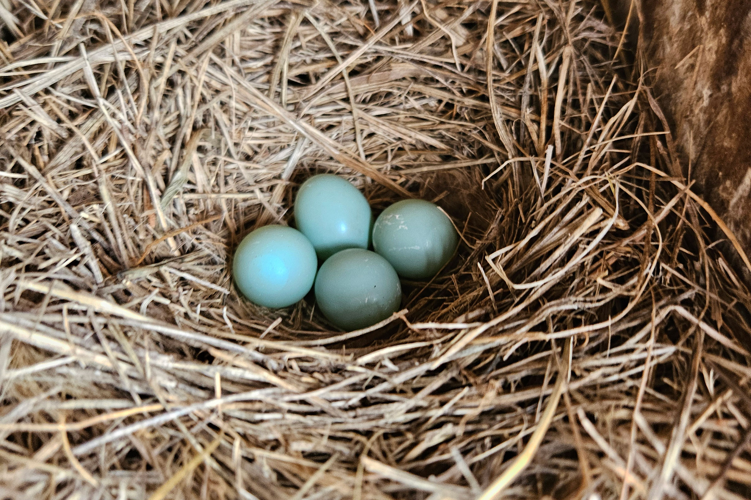 Eastern Bluebird - Nest with eggs, photo by Scott Harris