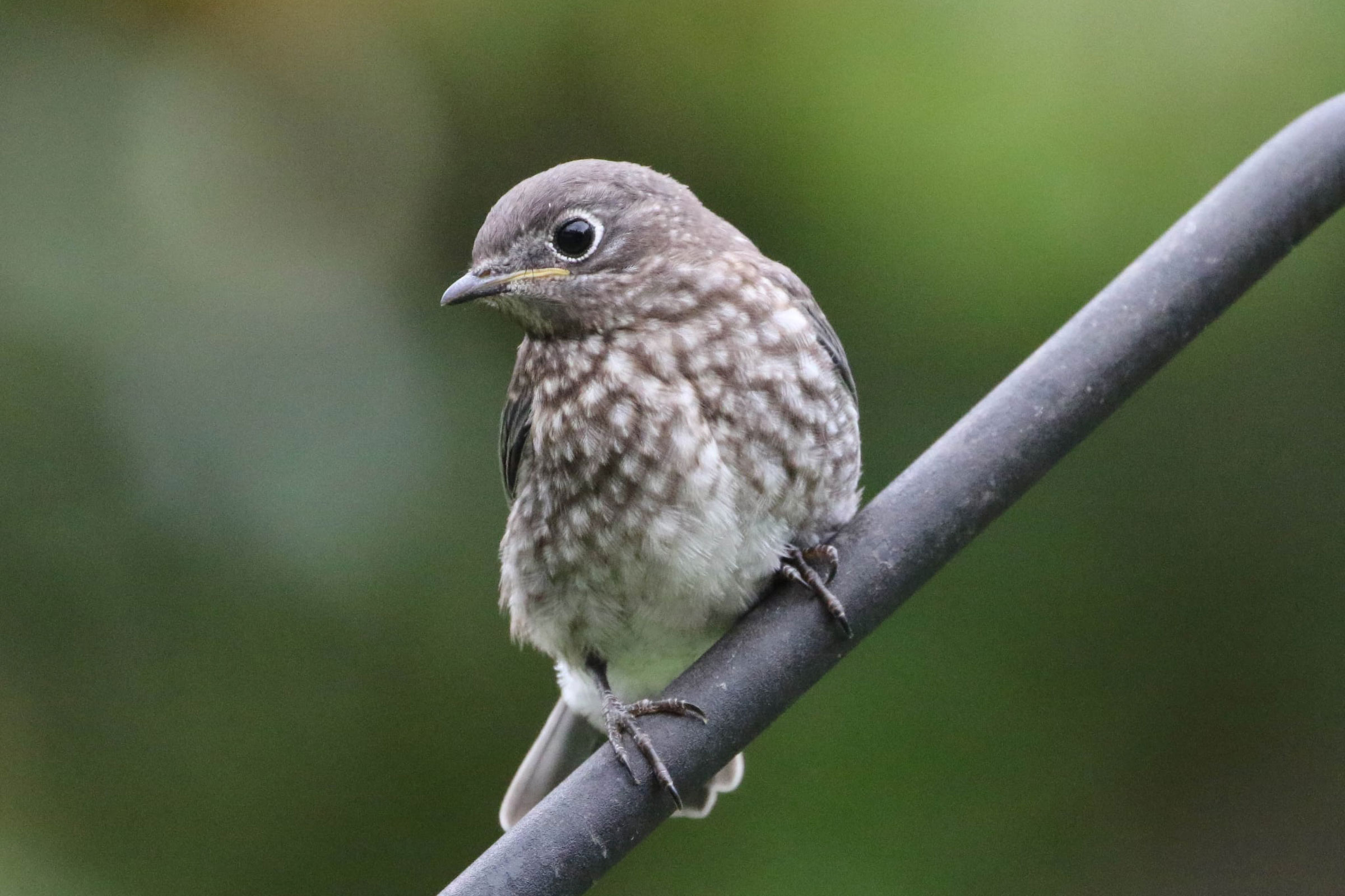 Eastern Bluebird - Juvenile, photo by Thomas Beatty