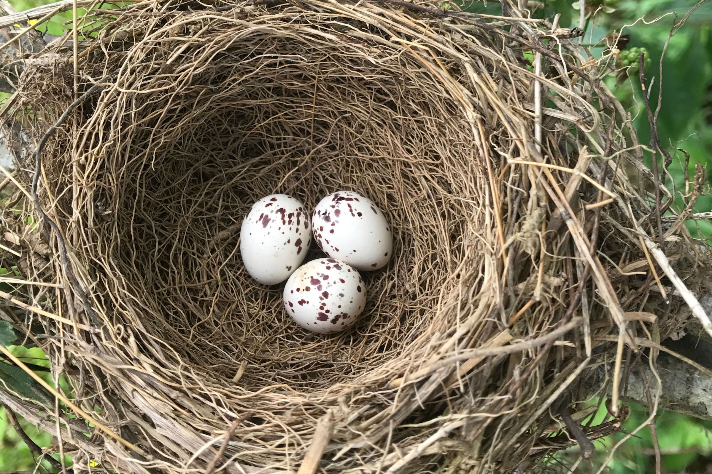 Eastern Kingbird - Nest with eggs, photo by Lily Kingsolver