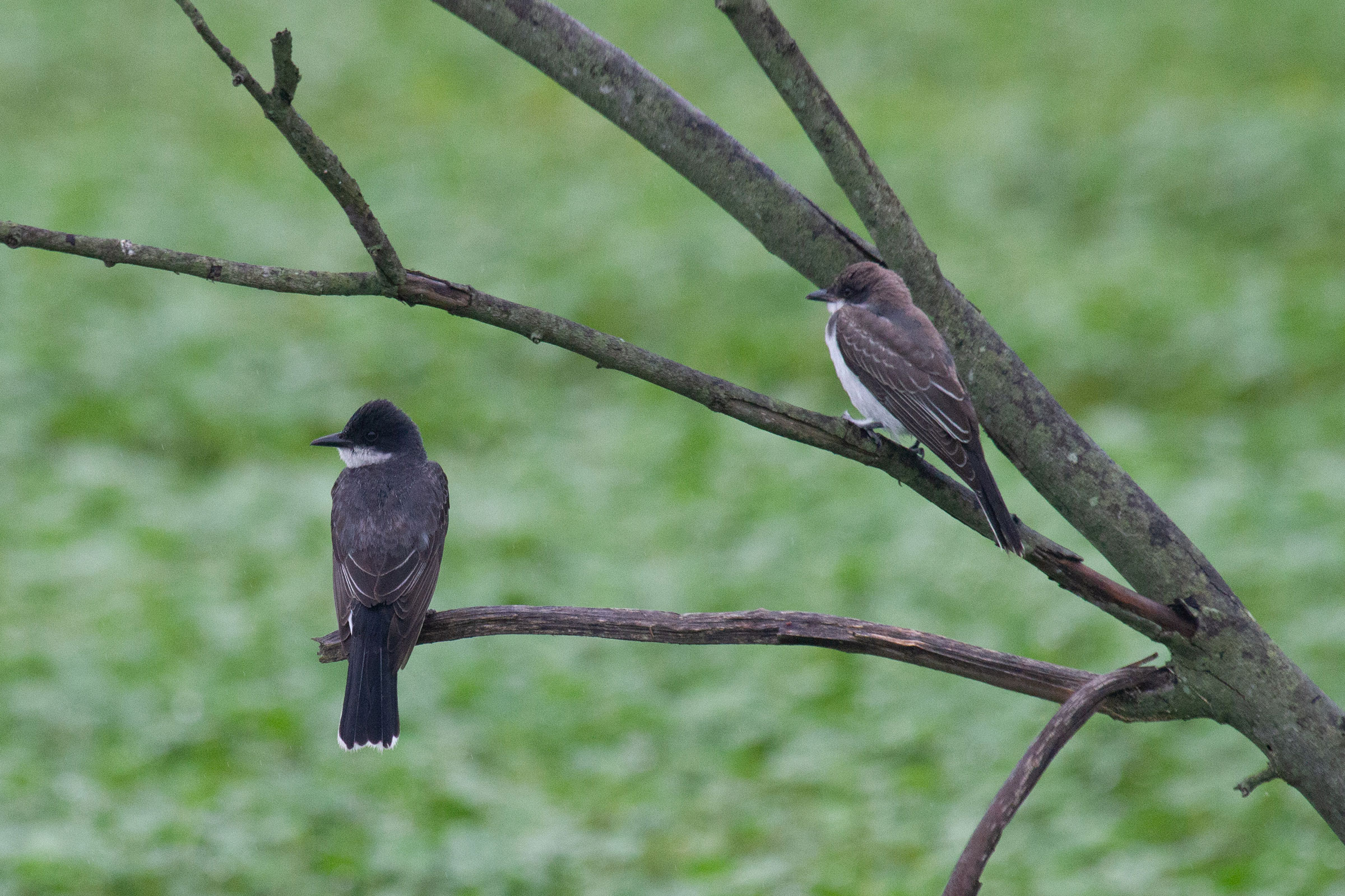 Eastern Kingbird - Adult (left) with juvenile, photo by Dixie Sommers