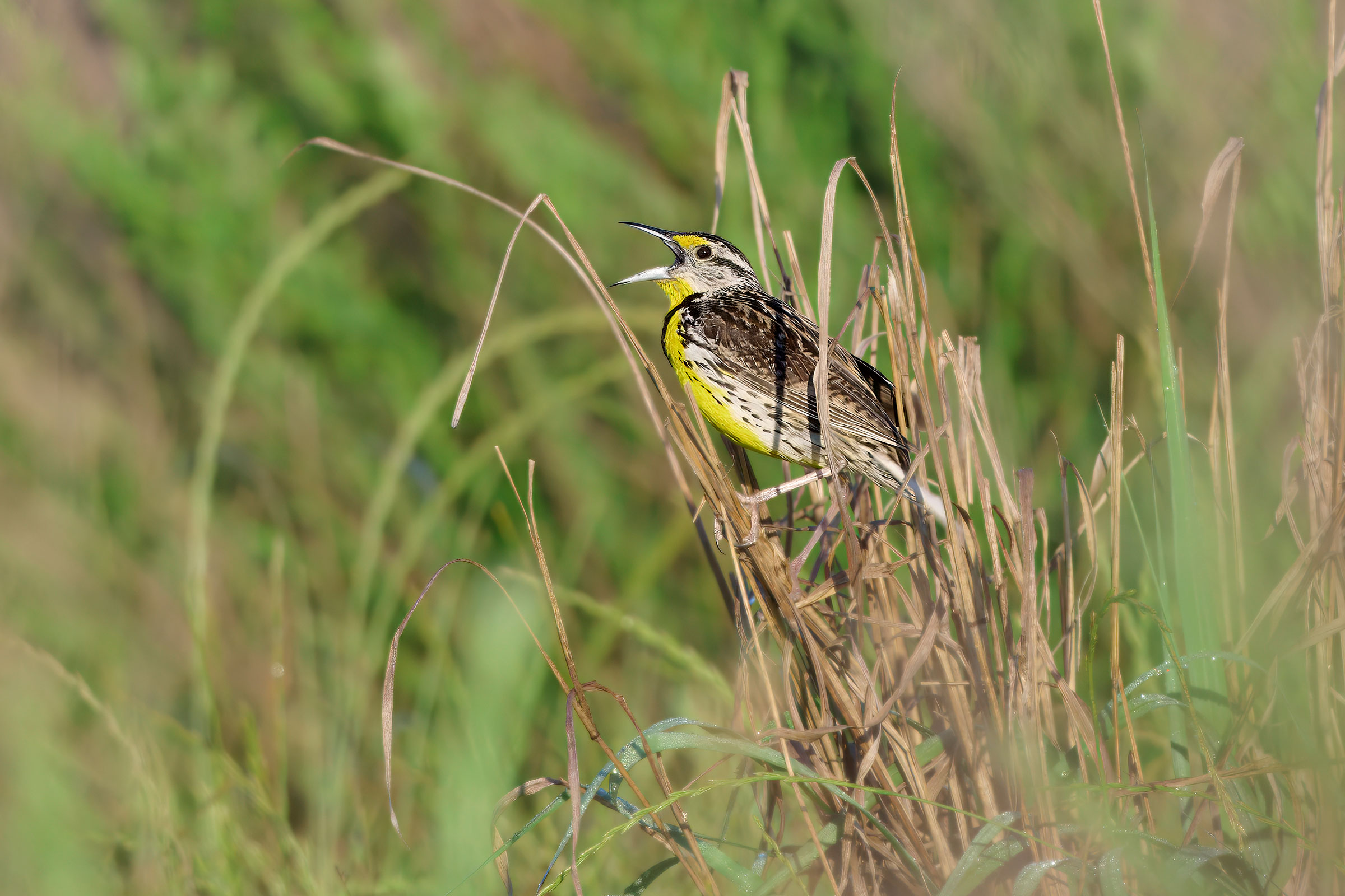 Eastern Meadowlark - Adult calling, photo by Corby Amos