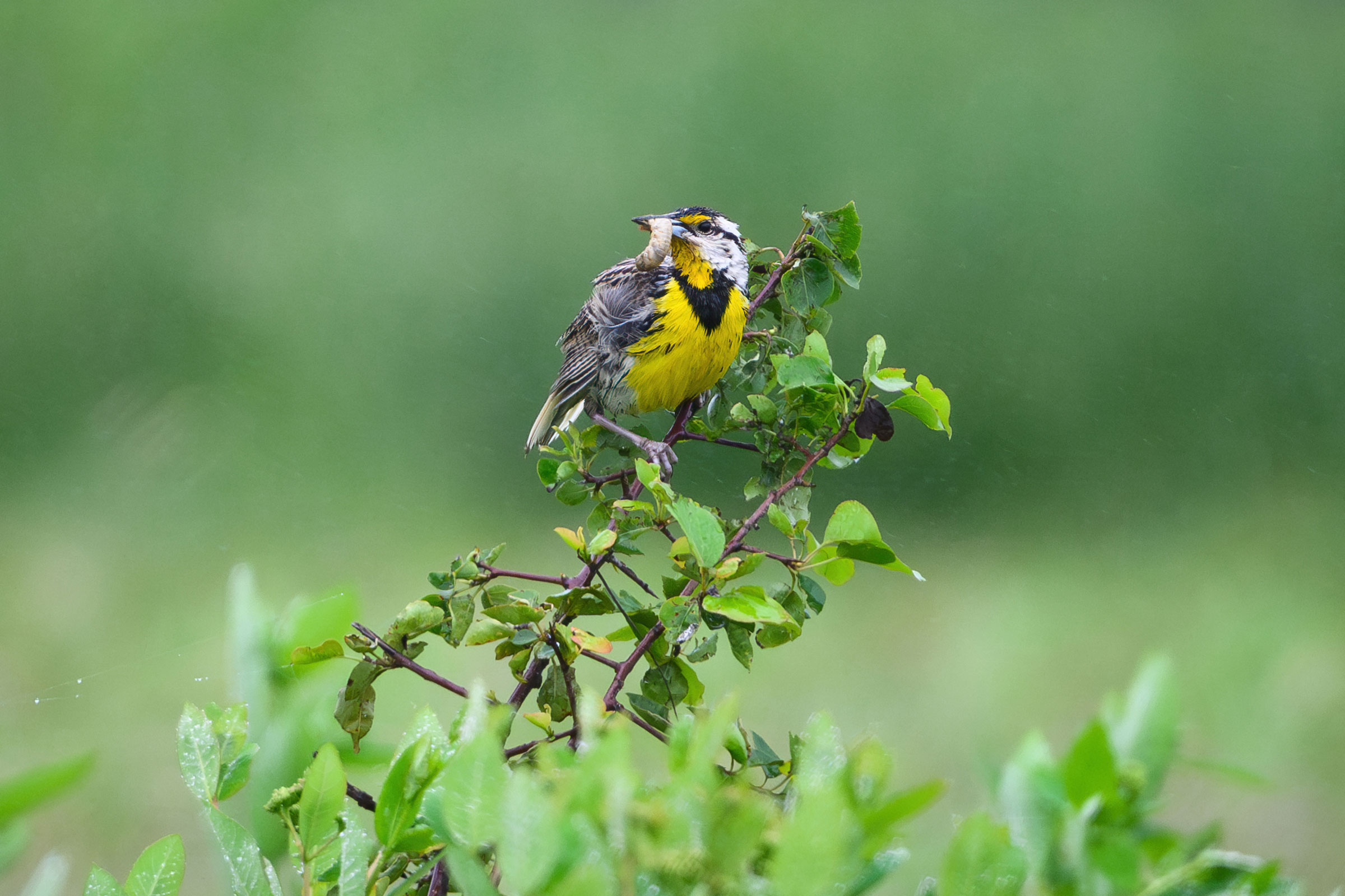 Eastern Meadowlark - Carrying food, photo by Jim Emery