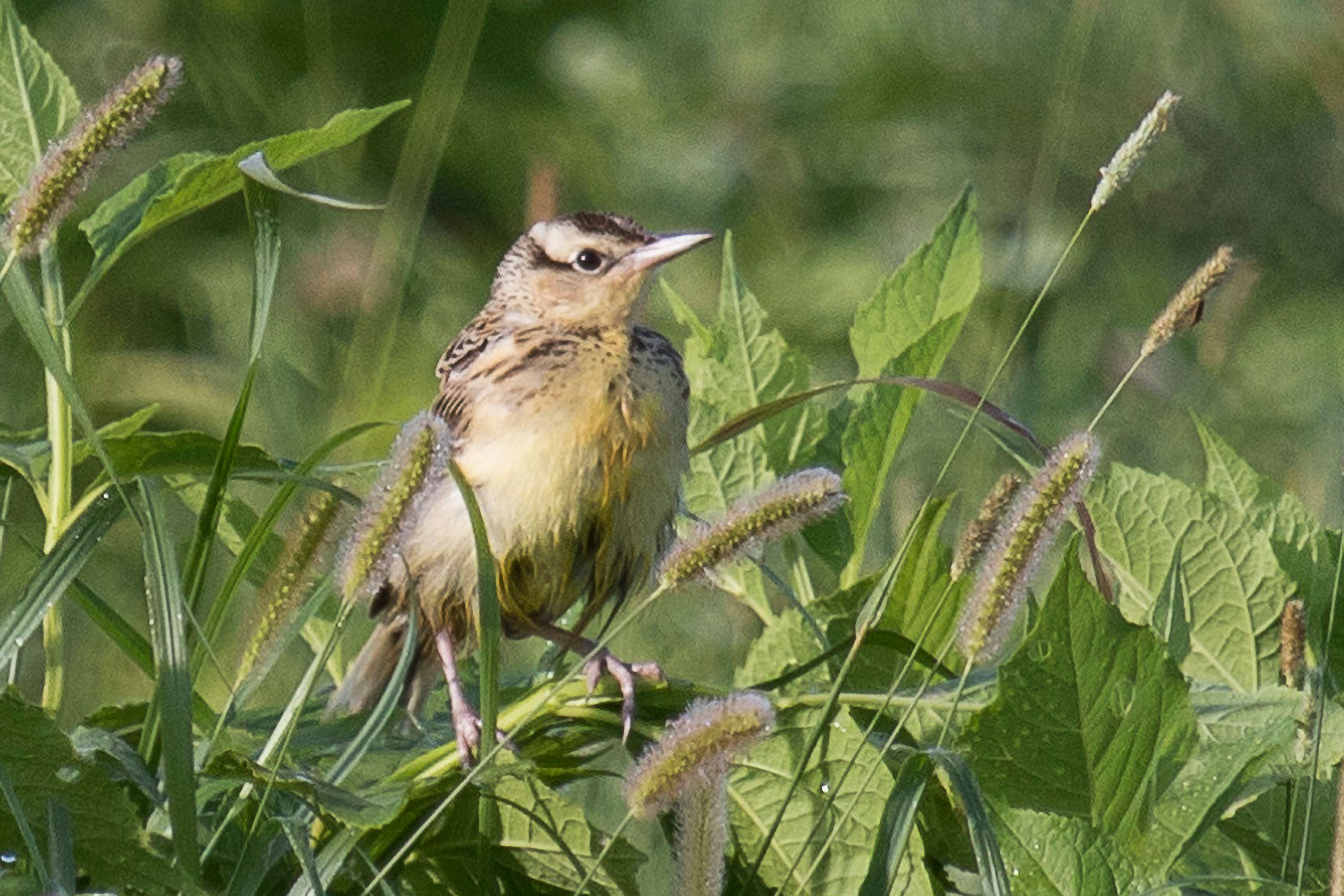 Eastern Meadowlark - Juvenile, photo by Dave Boltz