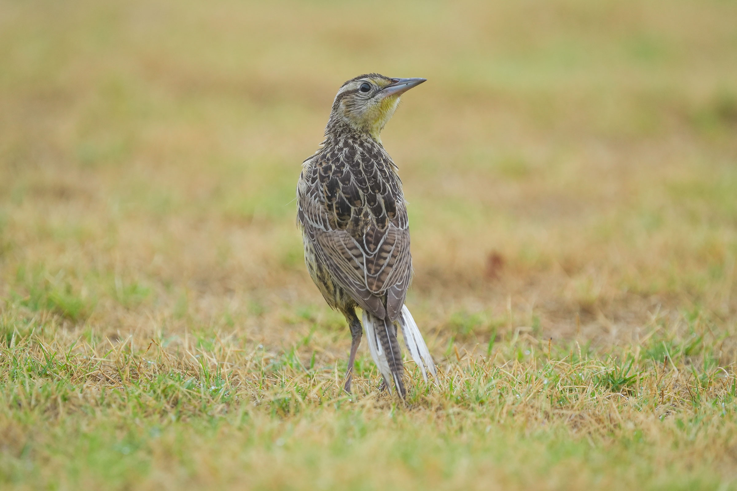 Eastern Meadowlark - Immature, photo by TJ Byrd