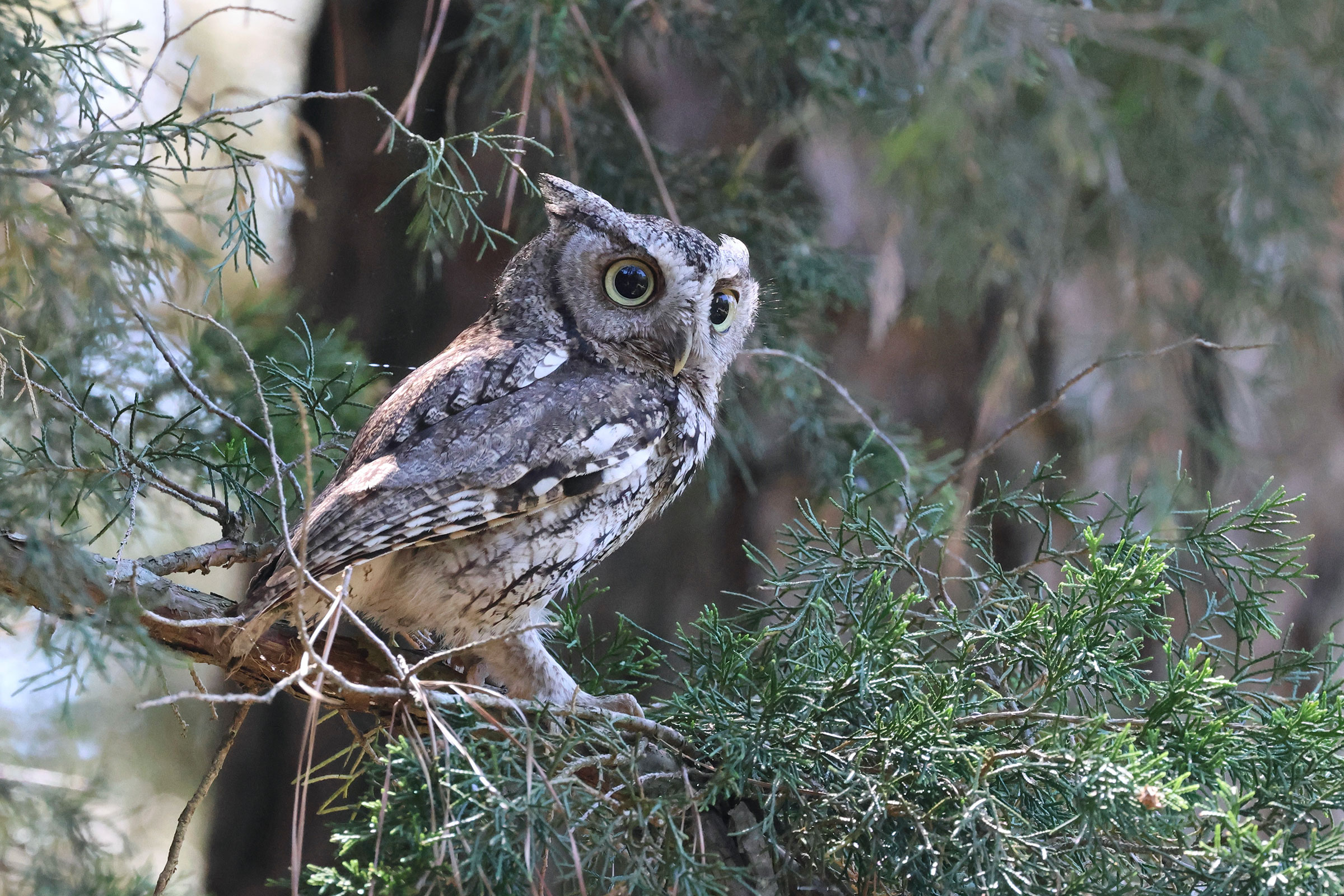 Eastern Screech-Owl - Adult, photo by Ezra Staengl 