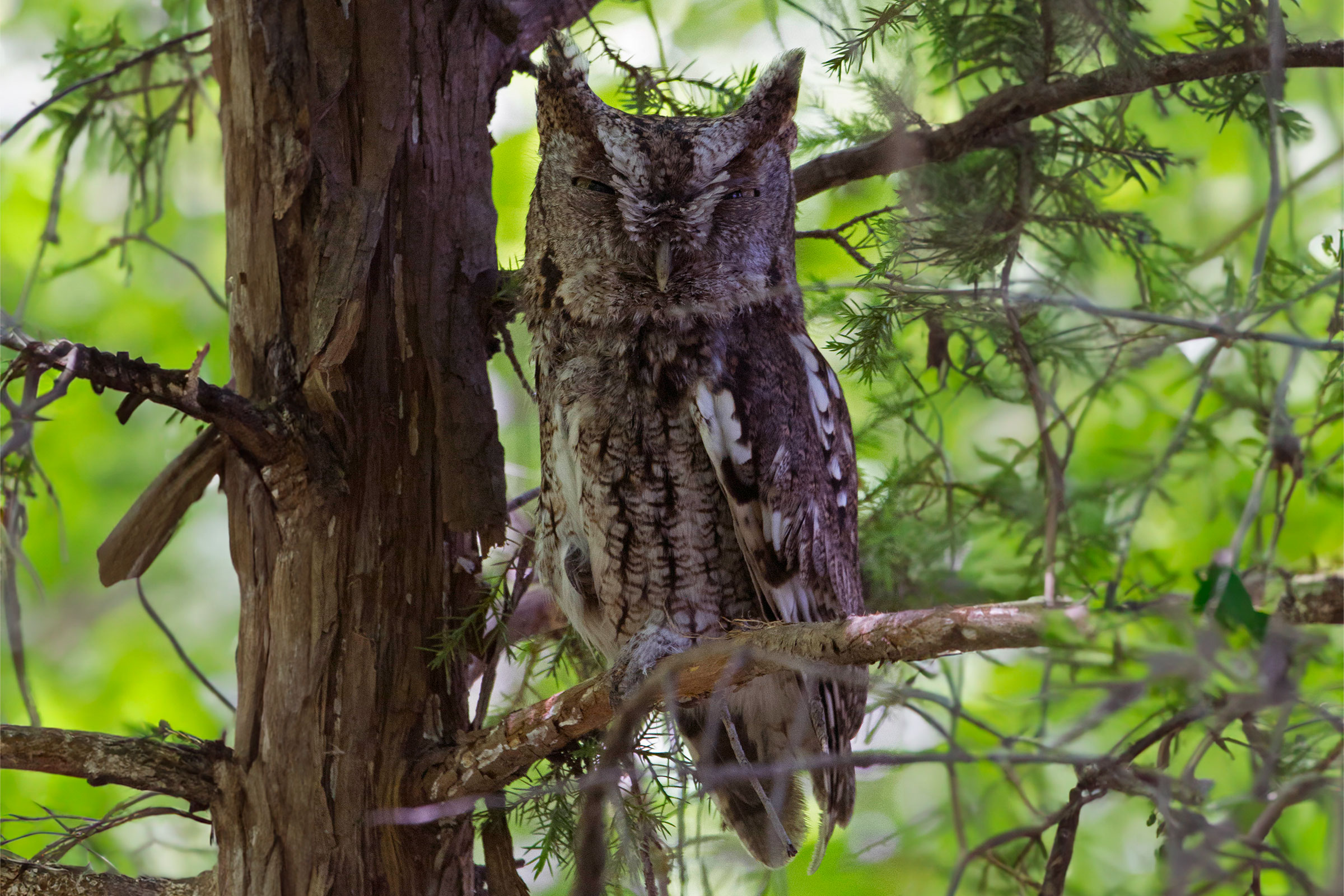 Eastern Screech-Owl - Adult, photo by Dixie Sommers