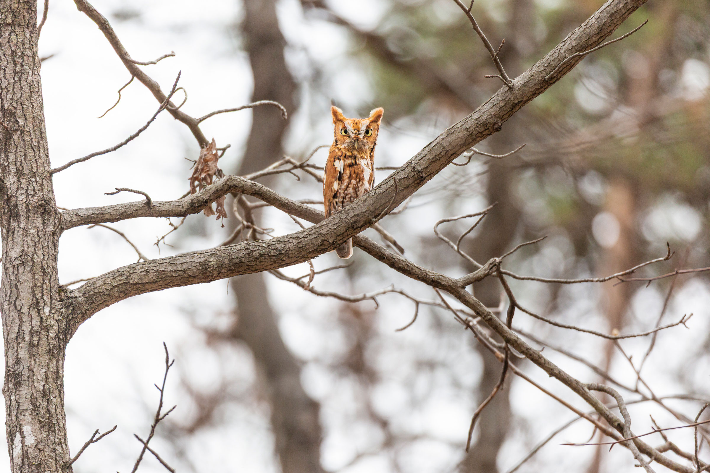 Eastern Screech-Owl - Adult, red morph, photo by Thomas K. Haycraft