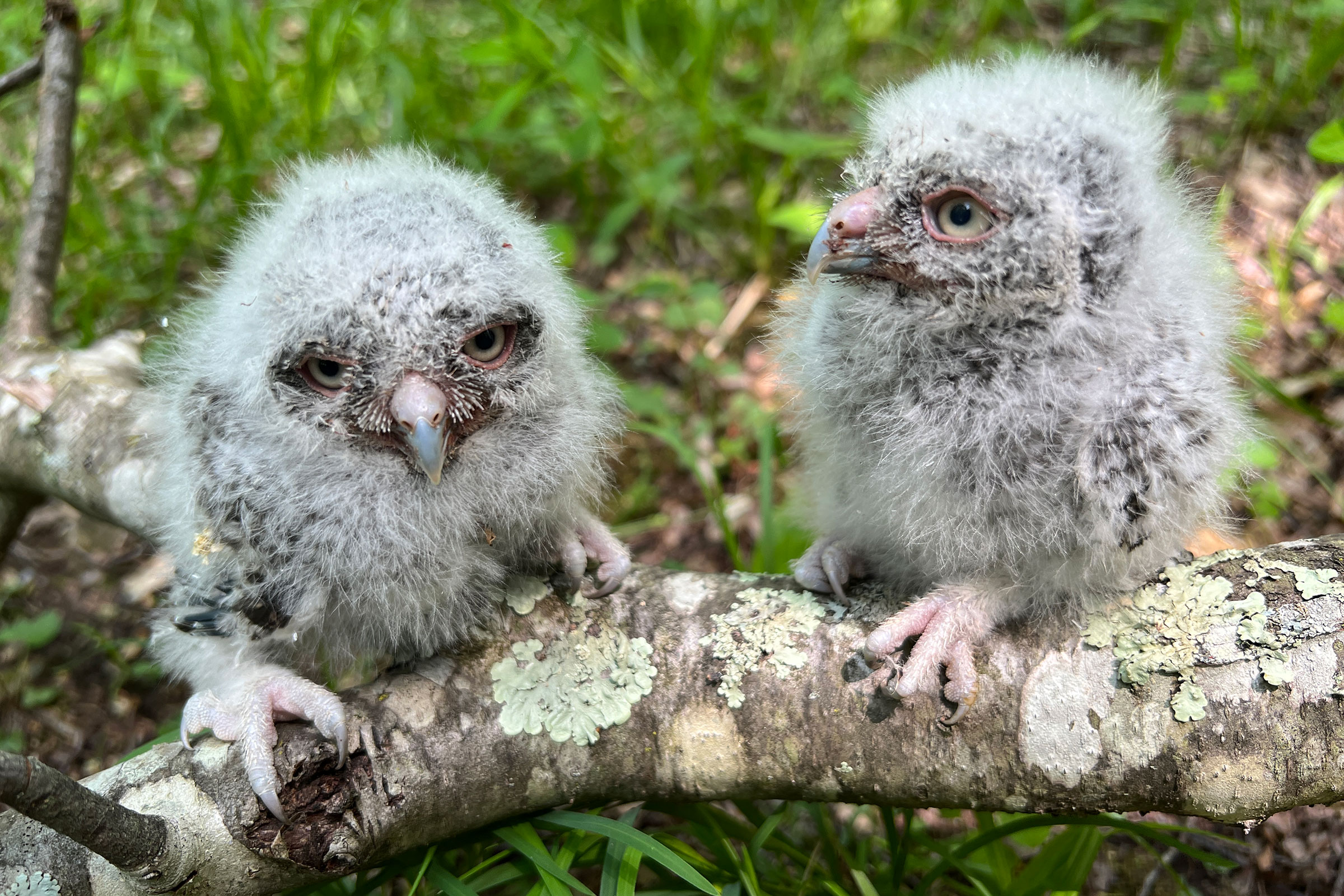 Eastern Screech-Owl - Nestlings, photo by John Spahr