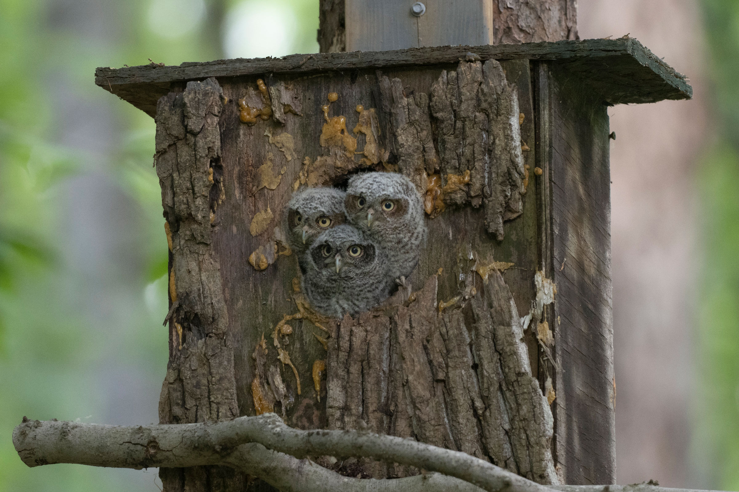 Eastern Screech-Owl - Juvenile, photo by Thomas K. Haycraft