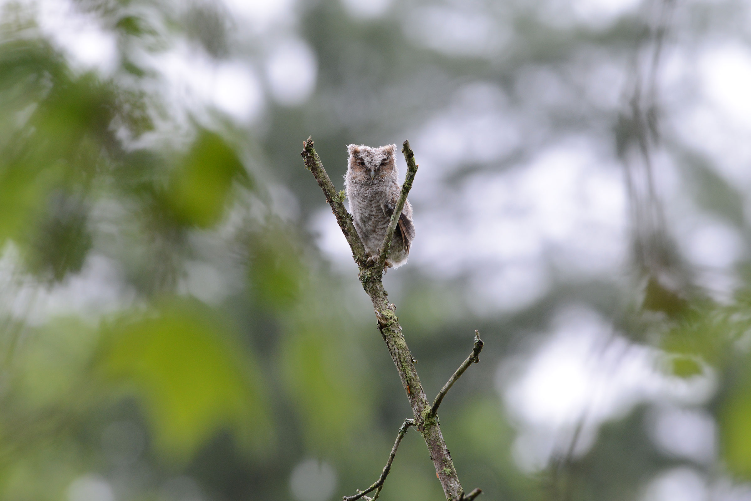 Eastern Screech-Owl - Juvenile, photo by Dick Rowe