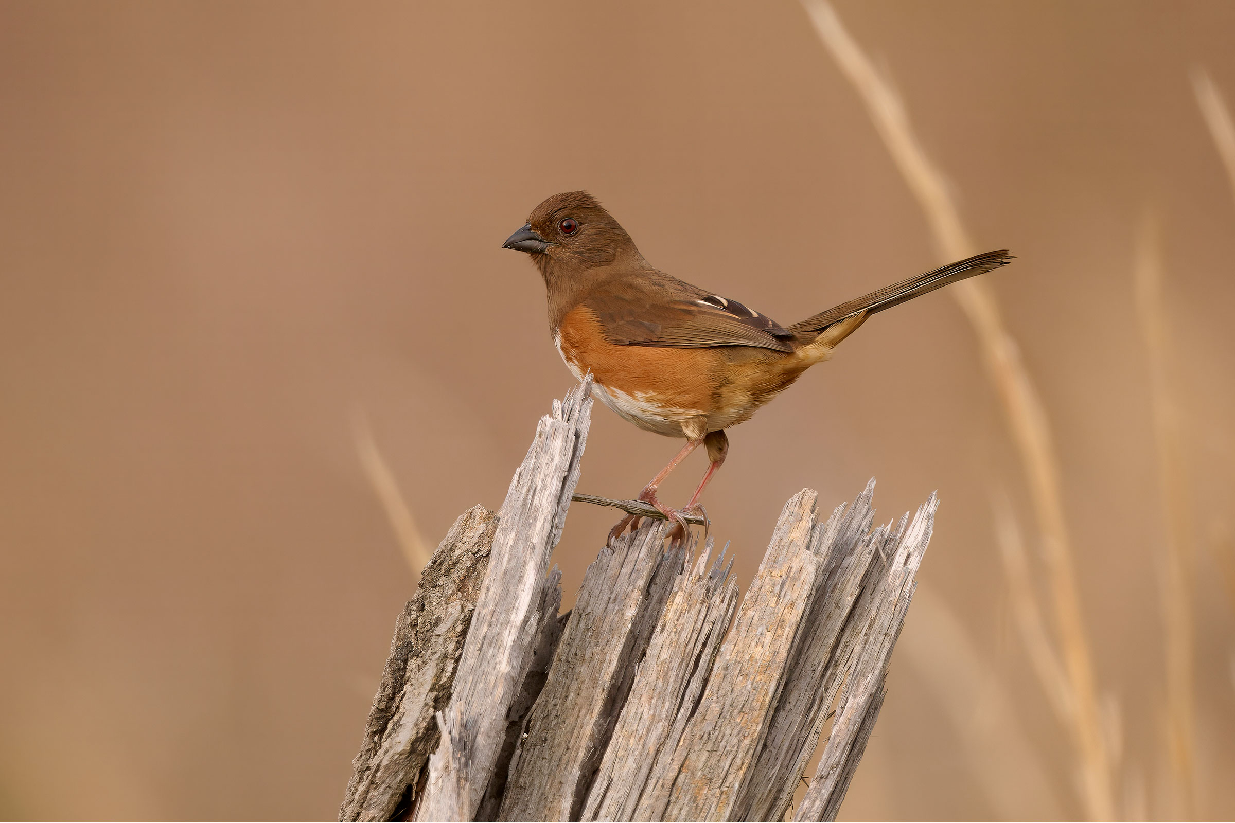 Eastern Towhee - Adult female, photo by Corby Amos