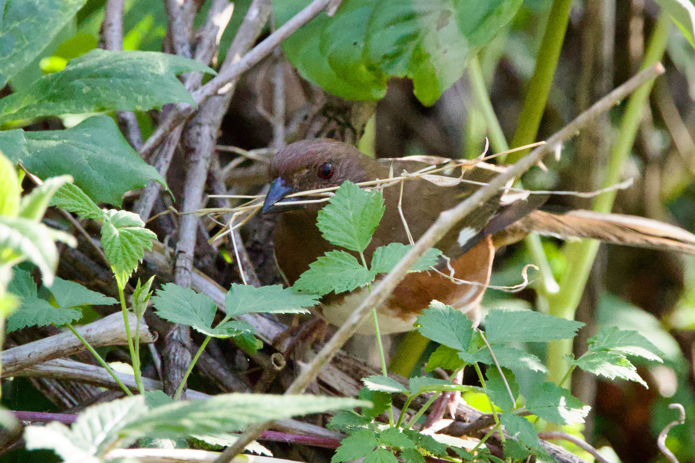 Eastern Towhee - Adult female with nesting material, photo by Steve Bielamowicz