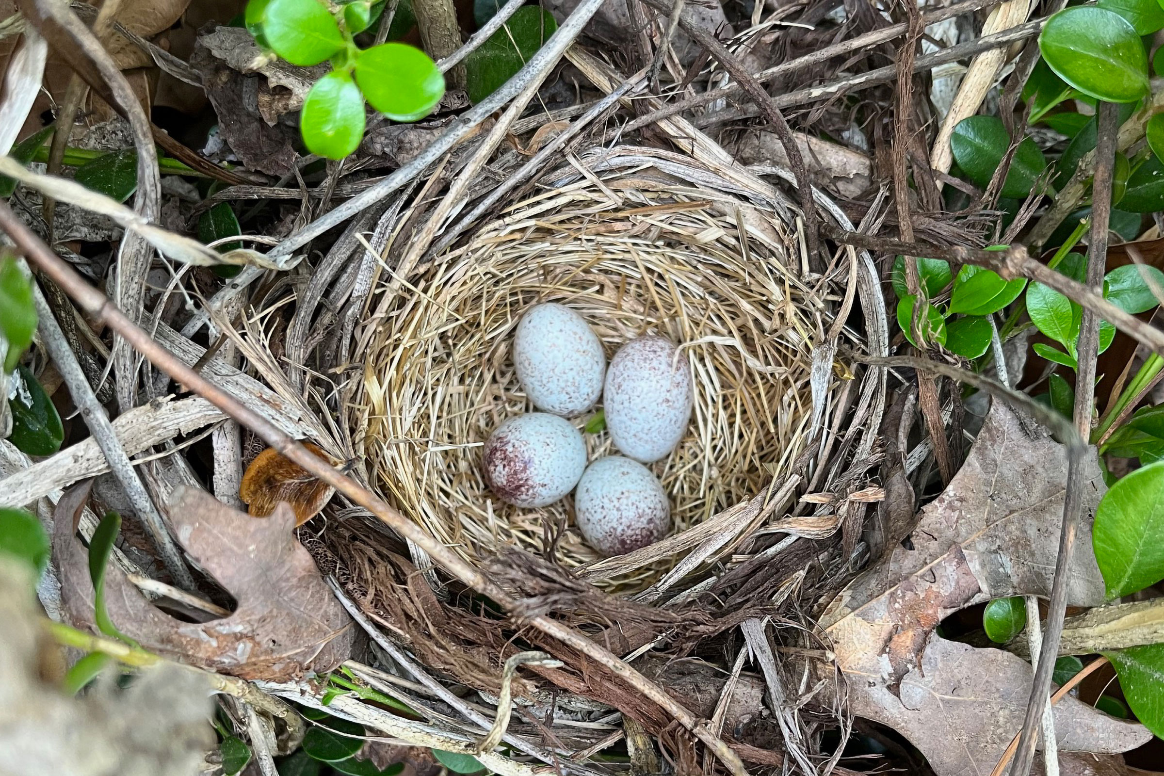 Eastern Towhee - Nest with eggs, photo by Carolyn Stutzman