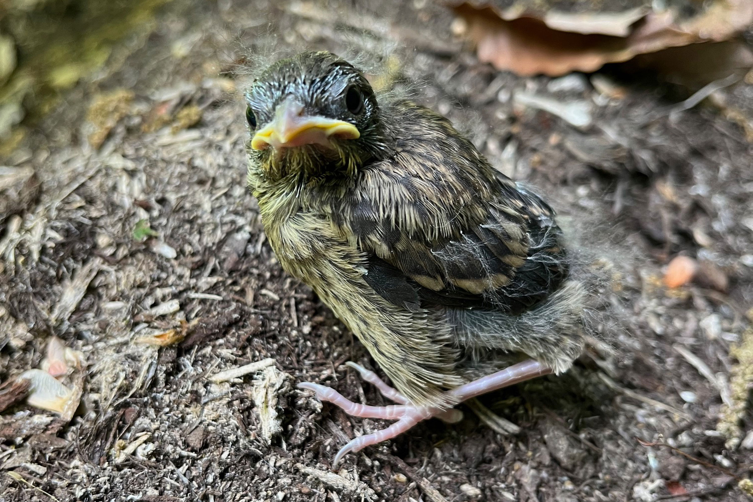 Eastern Towhee - Juvenile, photo by Carolyn Stutzman