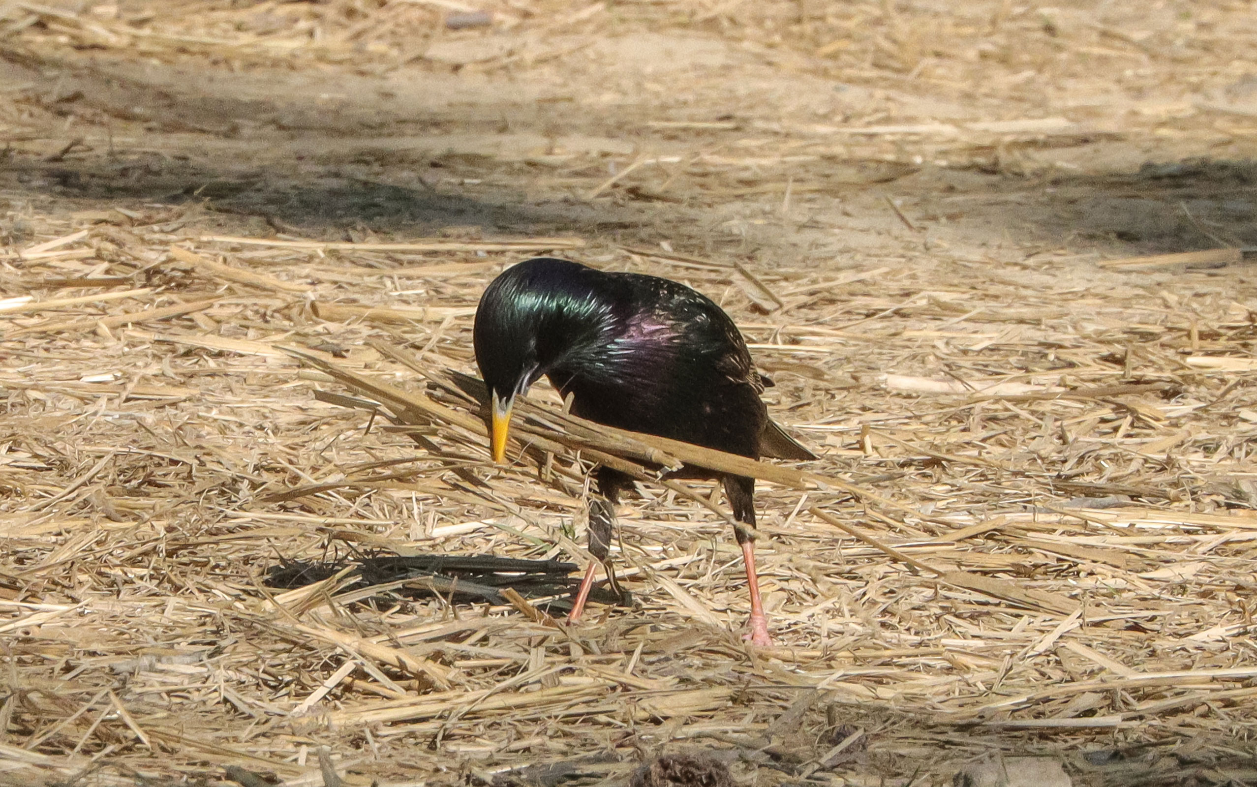 European Starling - Adult male gathering nesting material, photo by Deborah Humphries