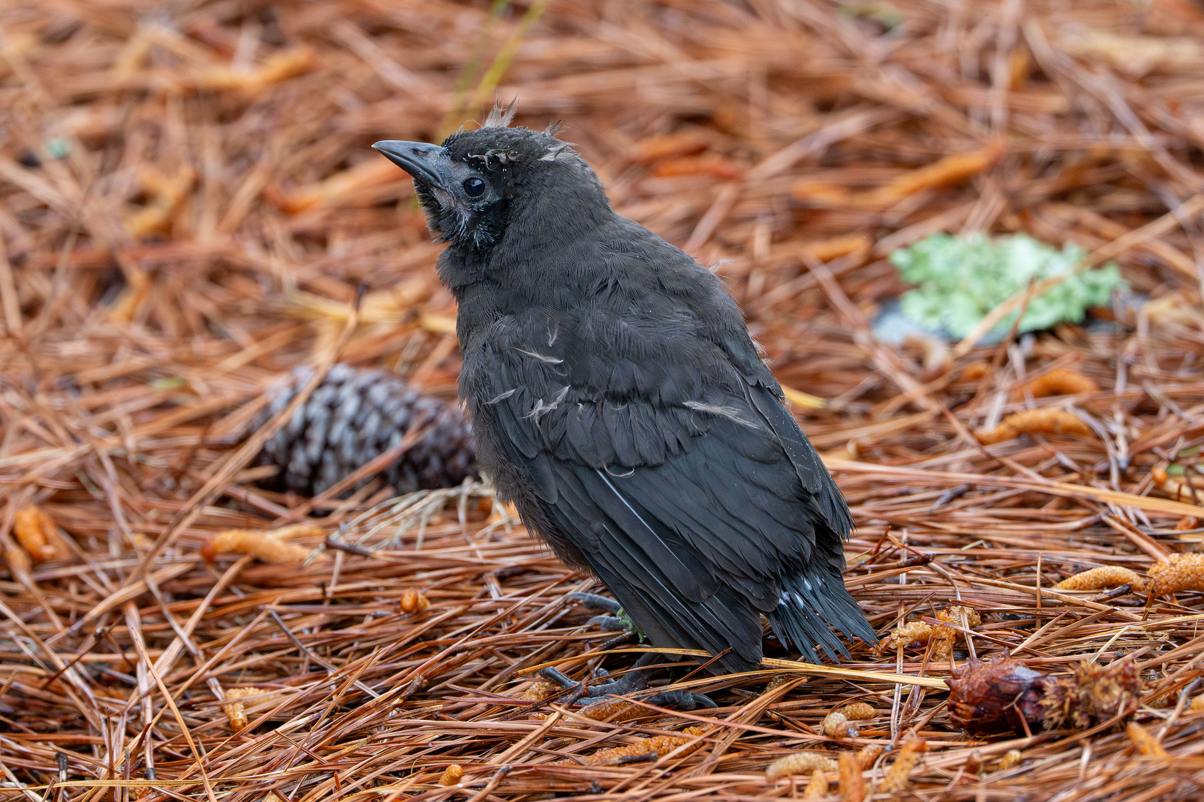 European Starling - Juvenile, photo by Matthew Herron