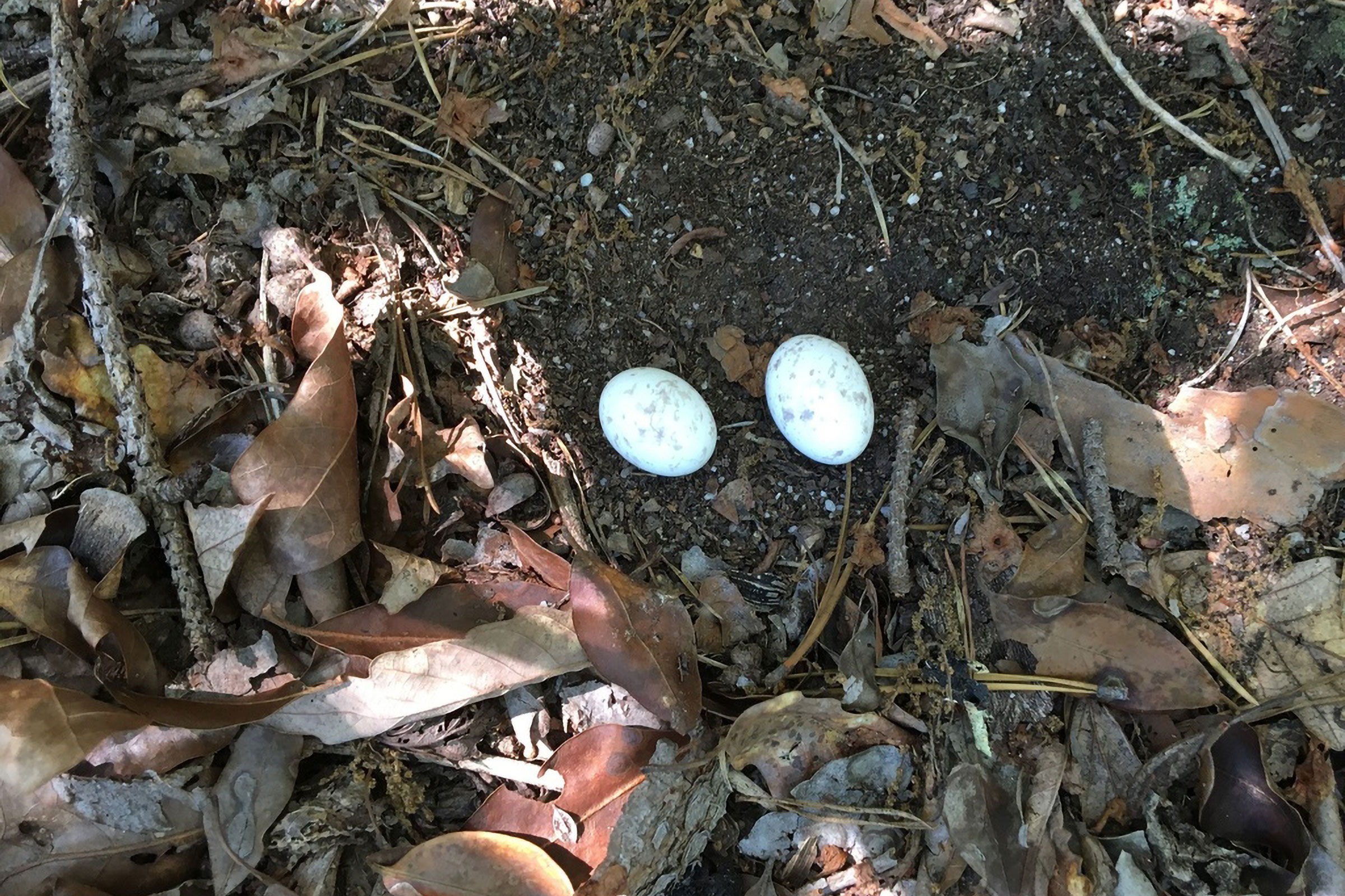 Eastern Whip-poor-will - Eggs, photo by Bert Harris