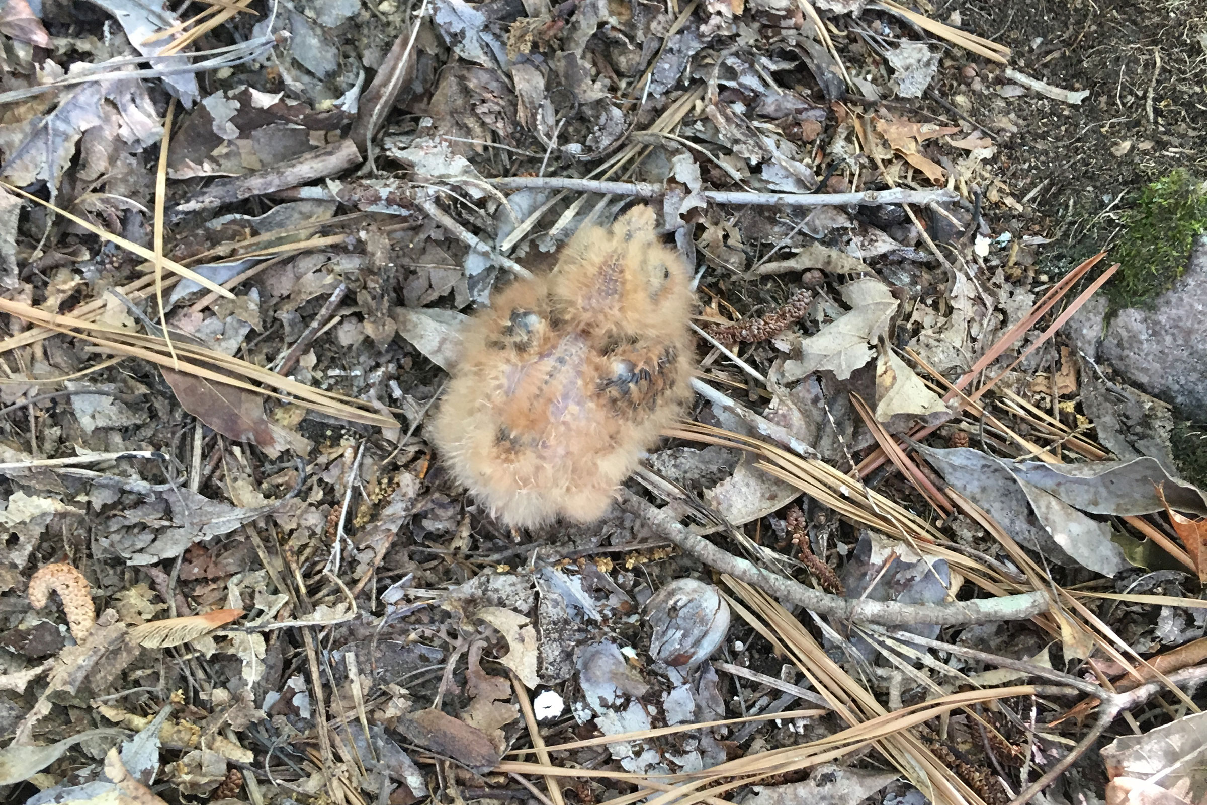Eastern Whip-poor-will - Chick, photo by Stephen Paull