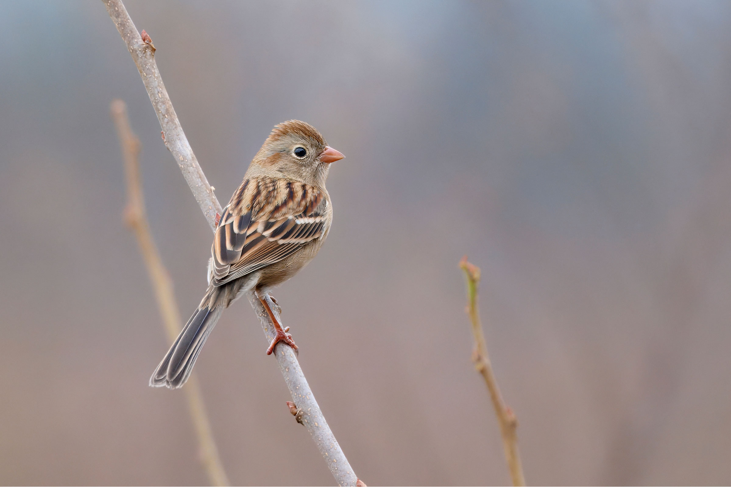 Field Sparrow - Adult, photo by Corby Amos