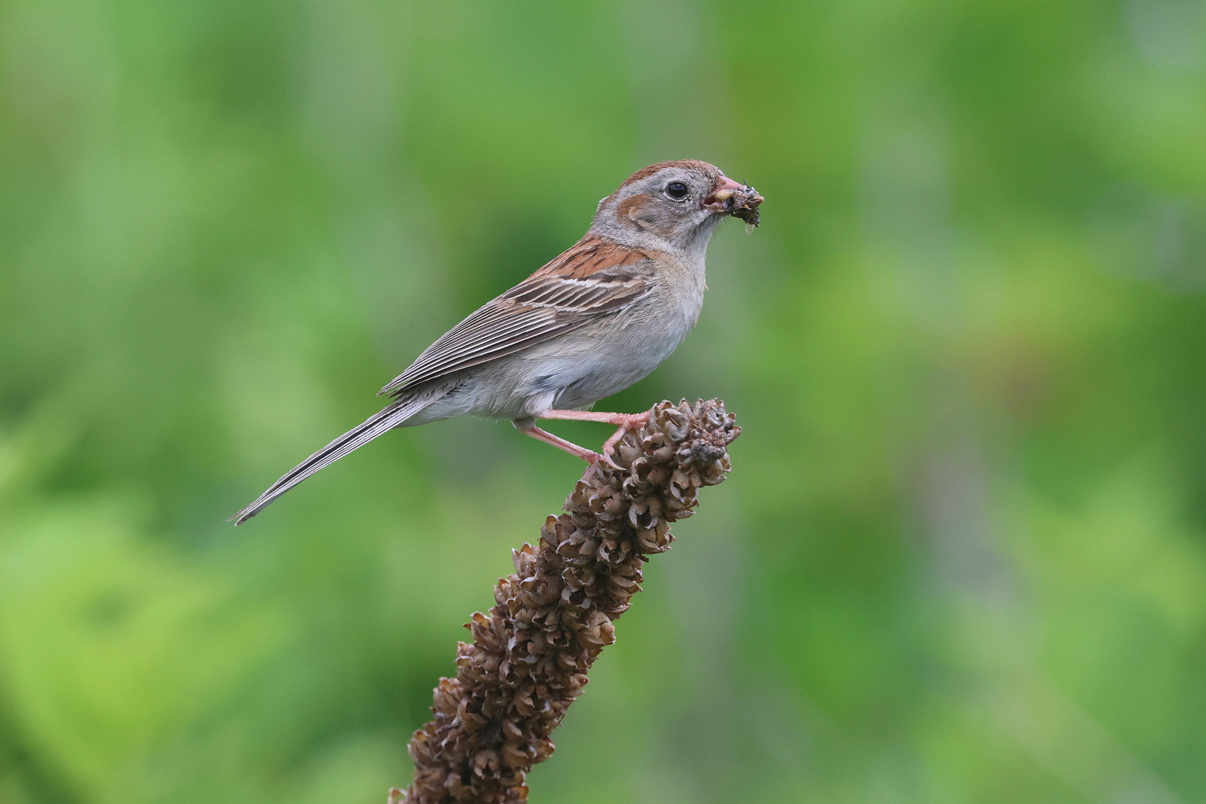 Field Sparrow - Carrying food, photo by Ezra Staengl 