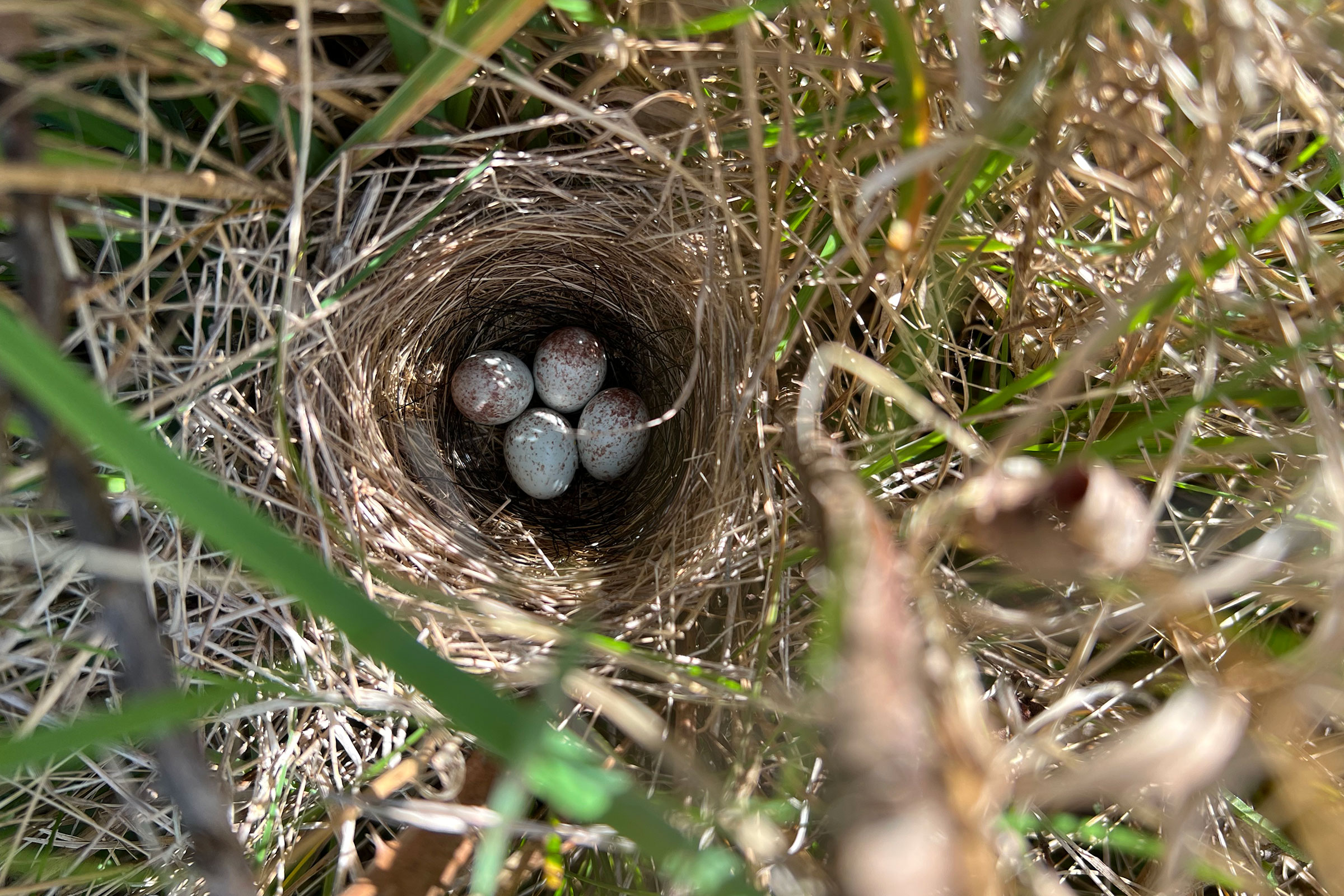 Field Sparrow - Nest with eggs, photo by John Spahr