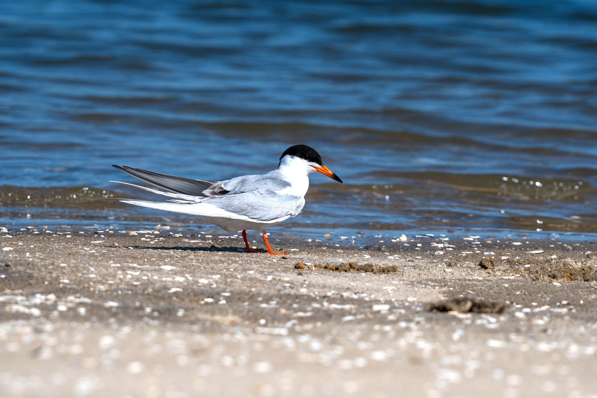 Forster's Tern - Adult, photo by Joe Mahaffey