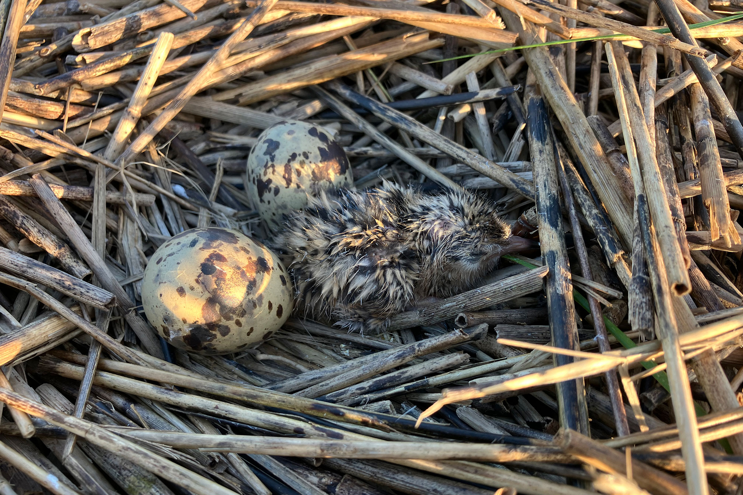 Forster's Tern - Nest with eggs and chick, photo by Aylett Lipford