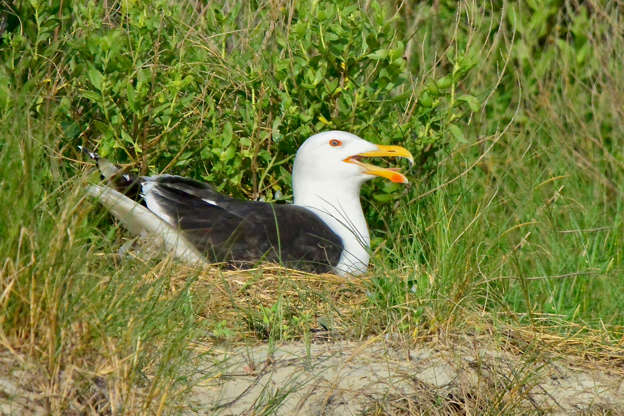 Great Black-backed Gull - Adult on nest, photo by Seth Honig