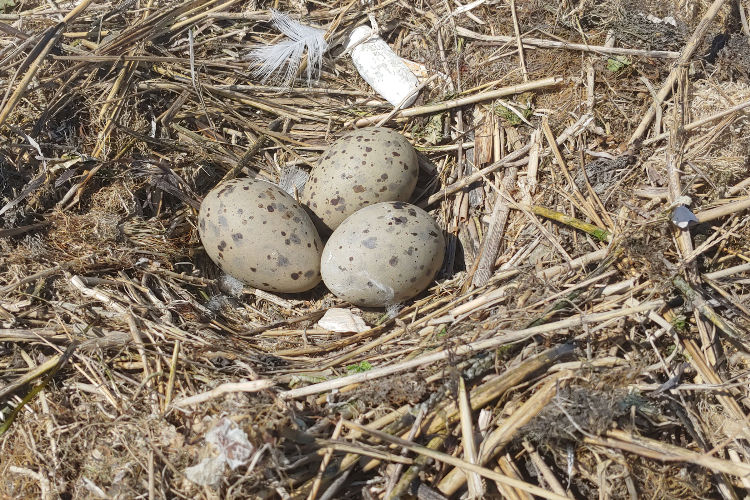 Great Black-backed Gull - Eggs, photo by Mario Balitbit